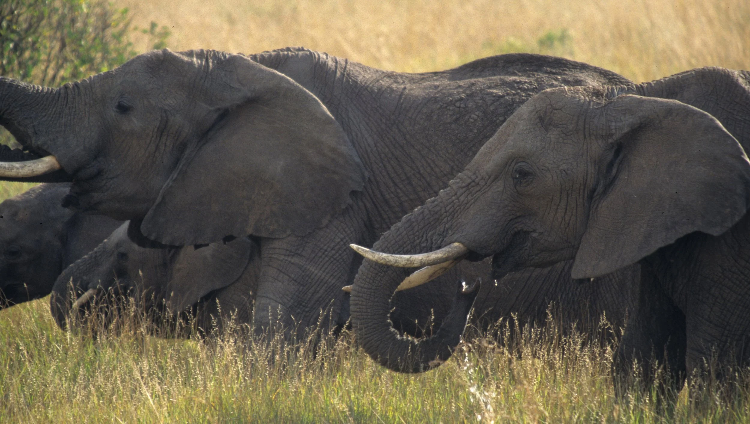 ELEPHANT - SERENGETI 53.jpg
