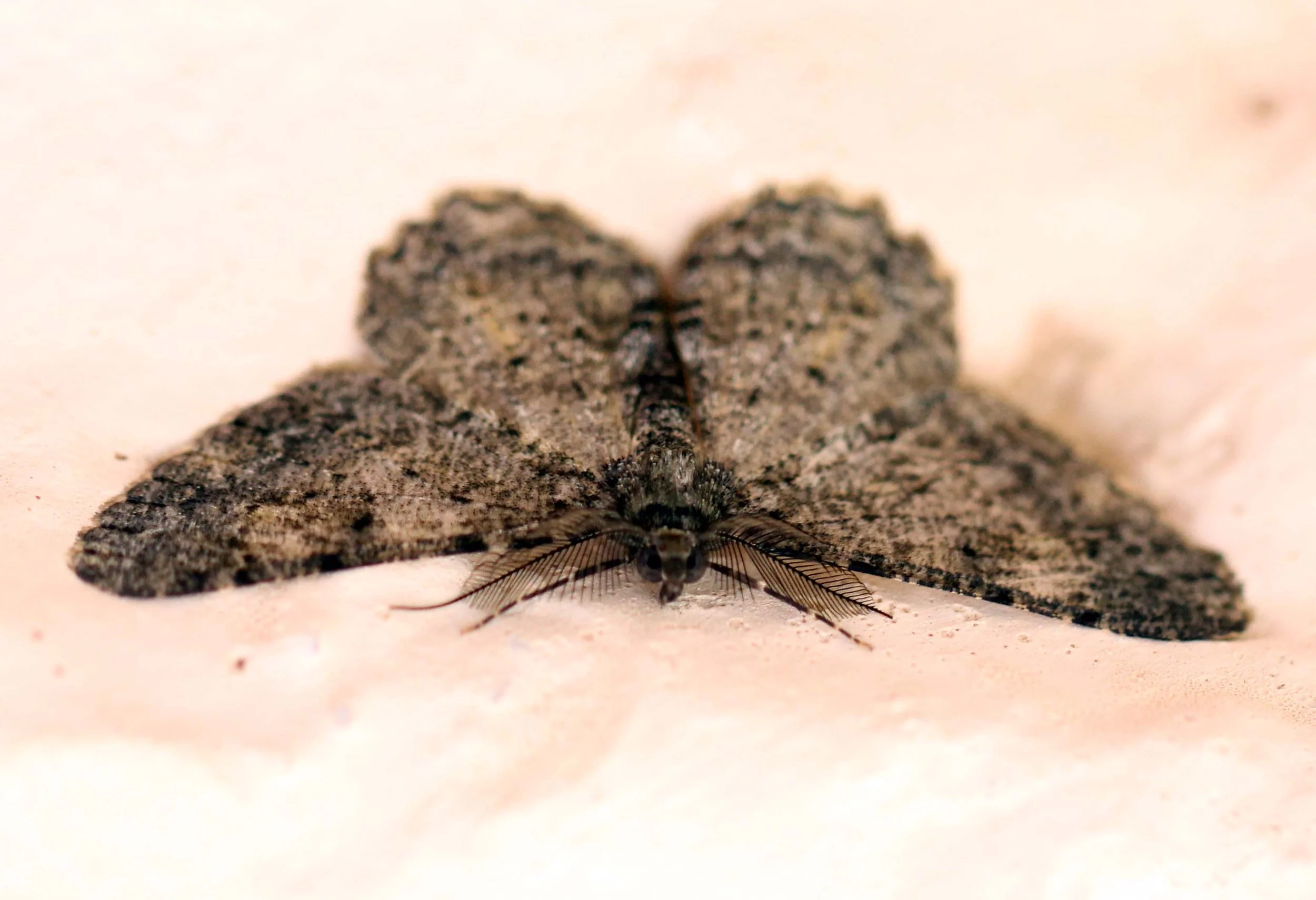 Geometridae - Psilalcis breta - Valparai India