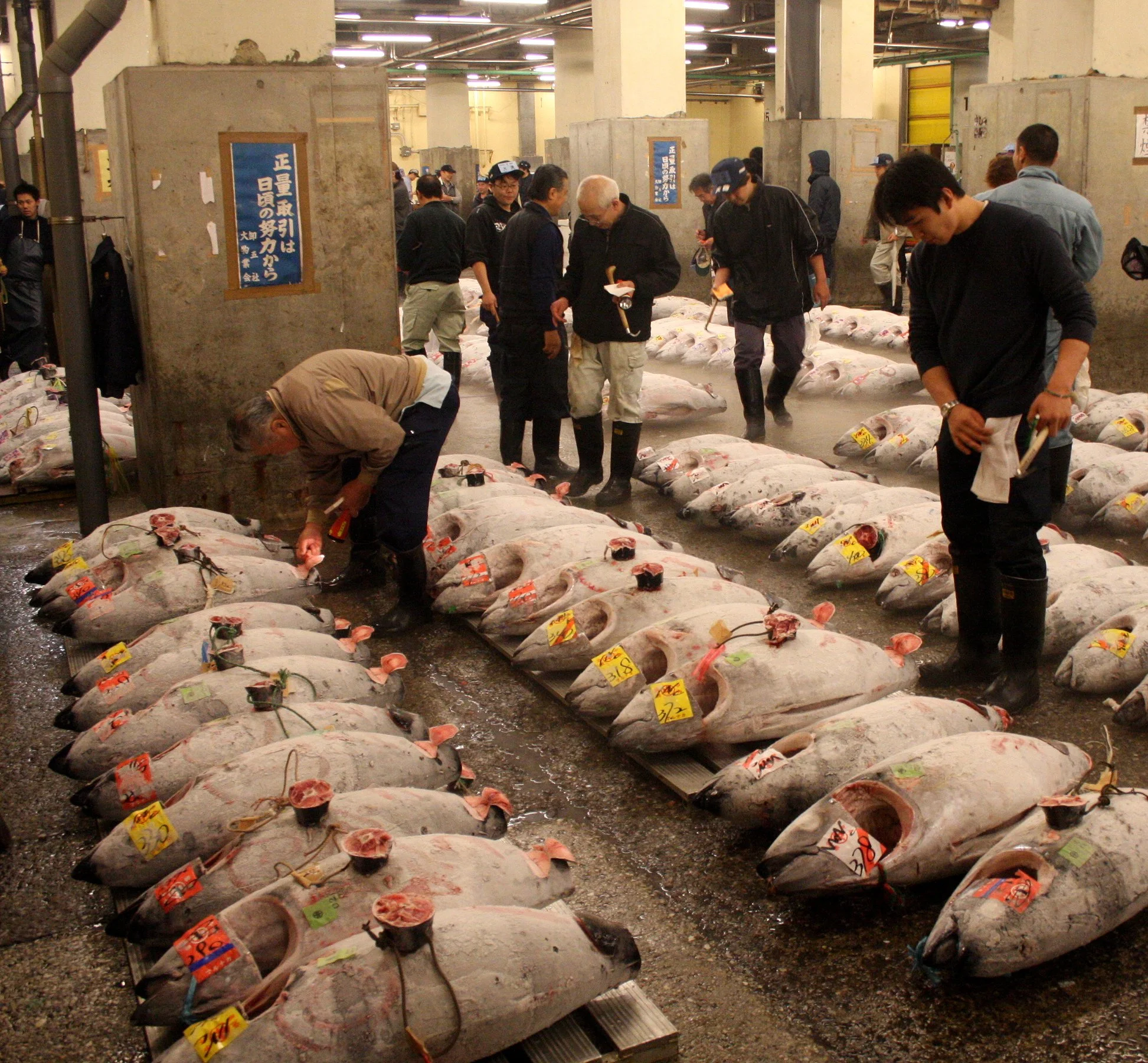 TOKYO - MAY 2009 - TSUKIJI MARKET (54).JPG