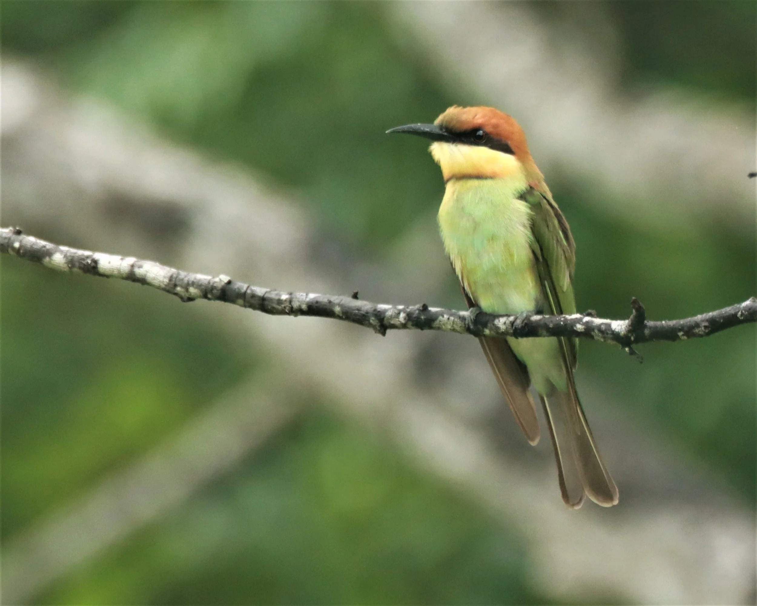 BEE-EATER - CHESTNUT-HEADED BEE-EATER - Merops leschenaulti - KHAO SOK SURAT THANI (5).jpg