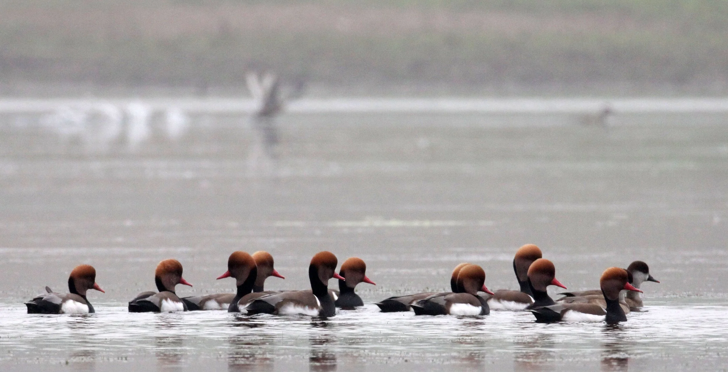 POCHARD - RED-CRESTED POCHARD - Netta rufina - CHAMBAL RIVER SANCTUARY INDIA (11).JPG