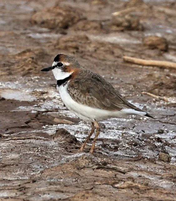 Collared Plover (Anarhynchus collaris) Chaco Lodge & Laguna Salada Paraguay (20).jpg