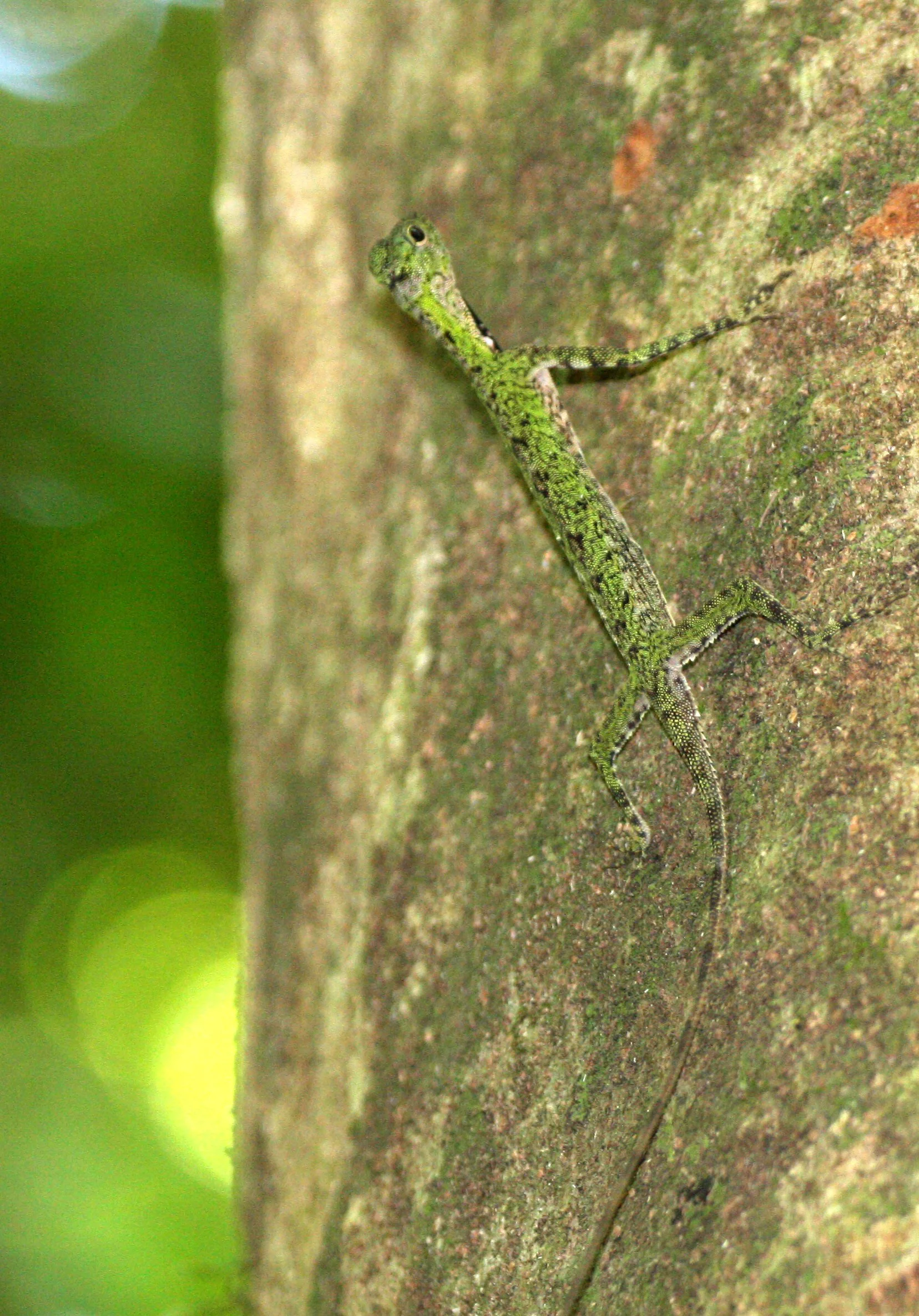 Draco melanopogon - BLACK-BEARDED GLIDING LIZARD - KOH LANTA THAILAND (12).JPG