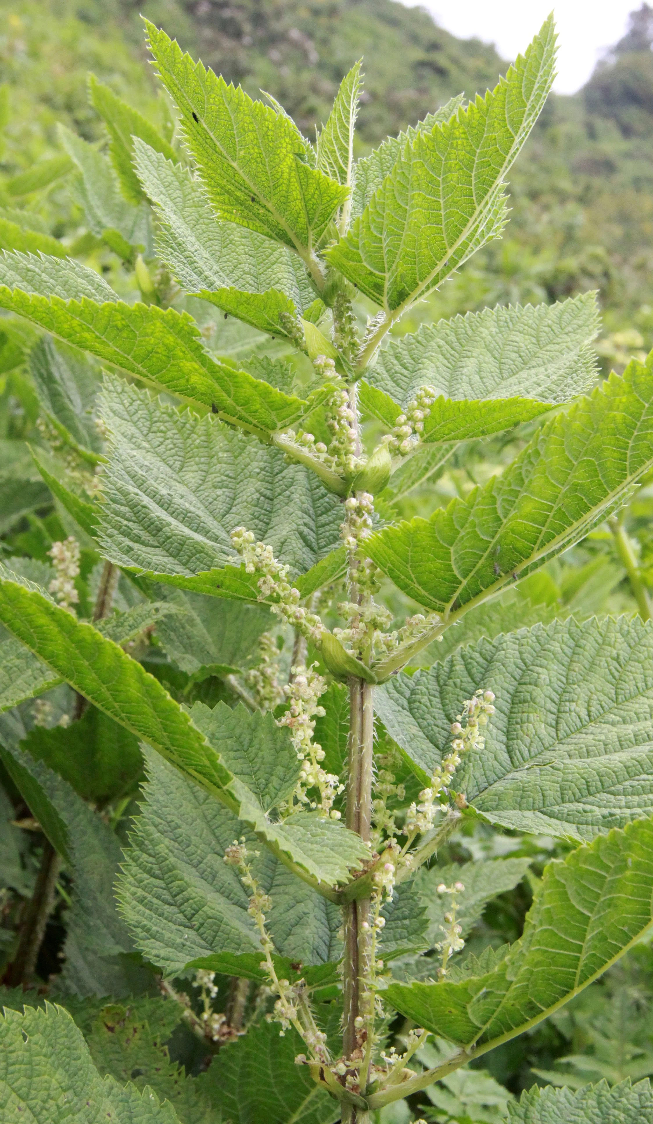 PARC DU VULCANS RWANDA (389).JPG
