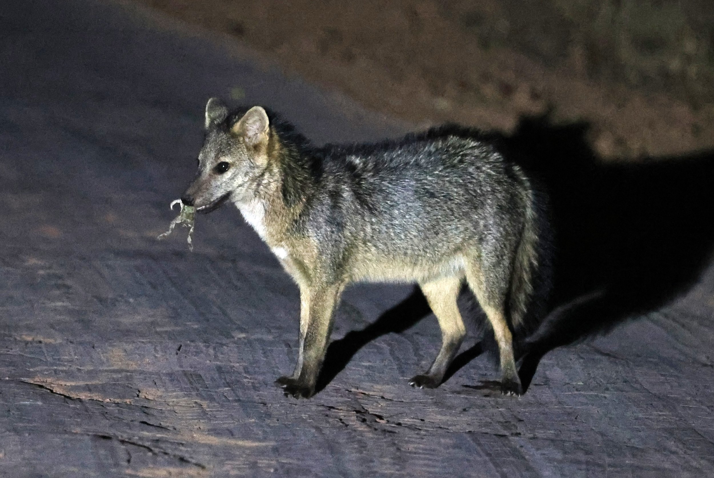 Crab-eating Fox (Cerdocyon thous) Agua Dulce Paraguay (24).jpg