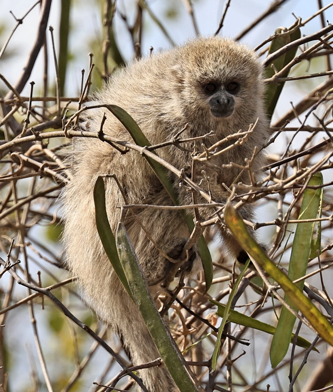 Chacoan Titi (Plecturocebus pallescens) Agua Dulce Paraguay (13).jpg