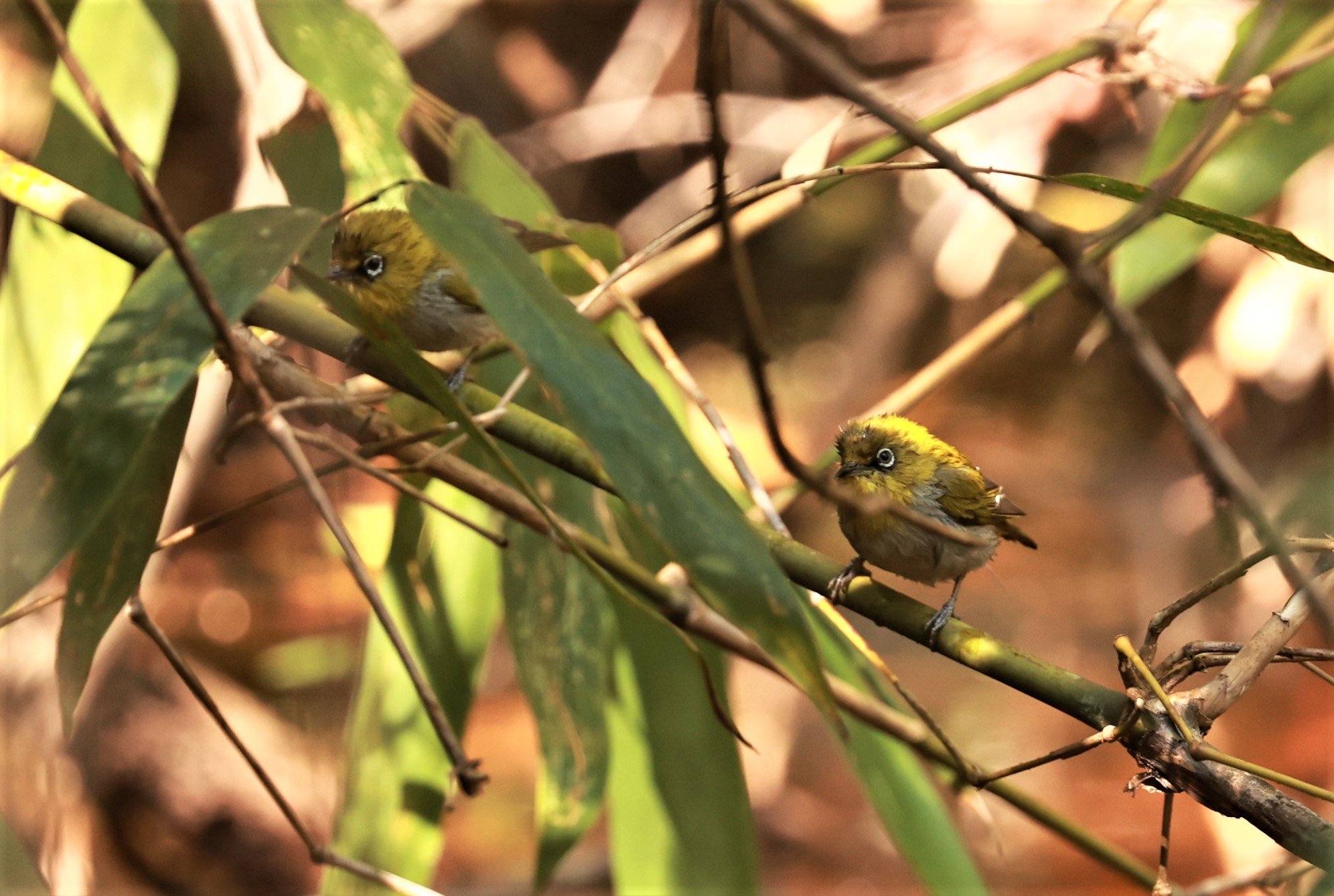 Indian White-eye (Zosterops palpebrosus) Phu Luang Wildlife Reserve Loei Province.jpg