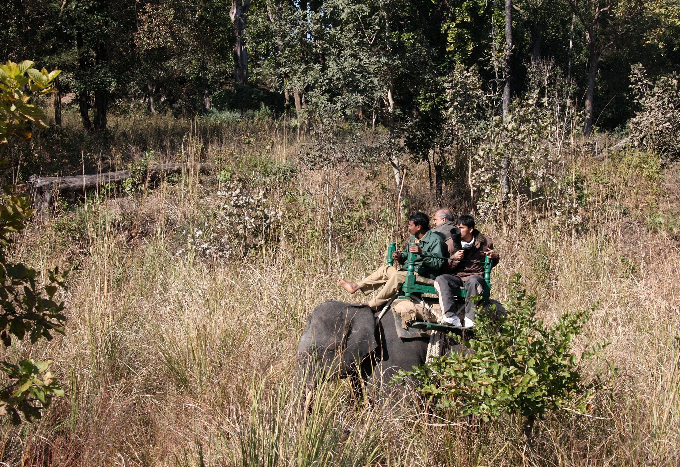 MADHYA PRADESH - KANHA NATIONAL PARK MADHYA PRADESH INDIA (35).JPG