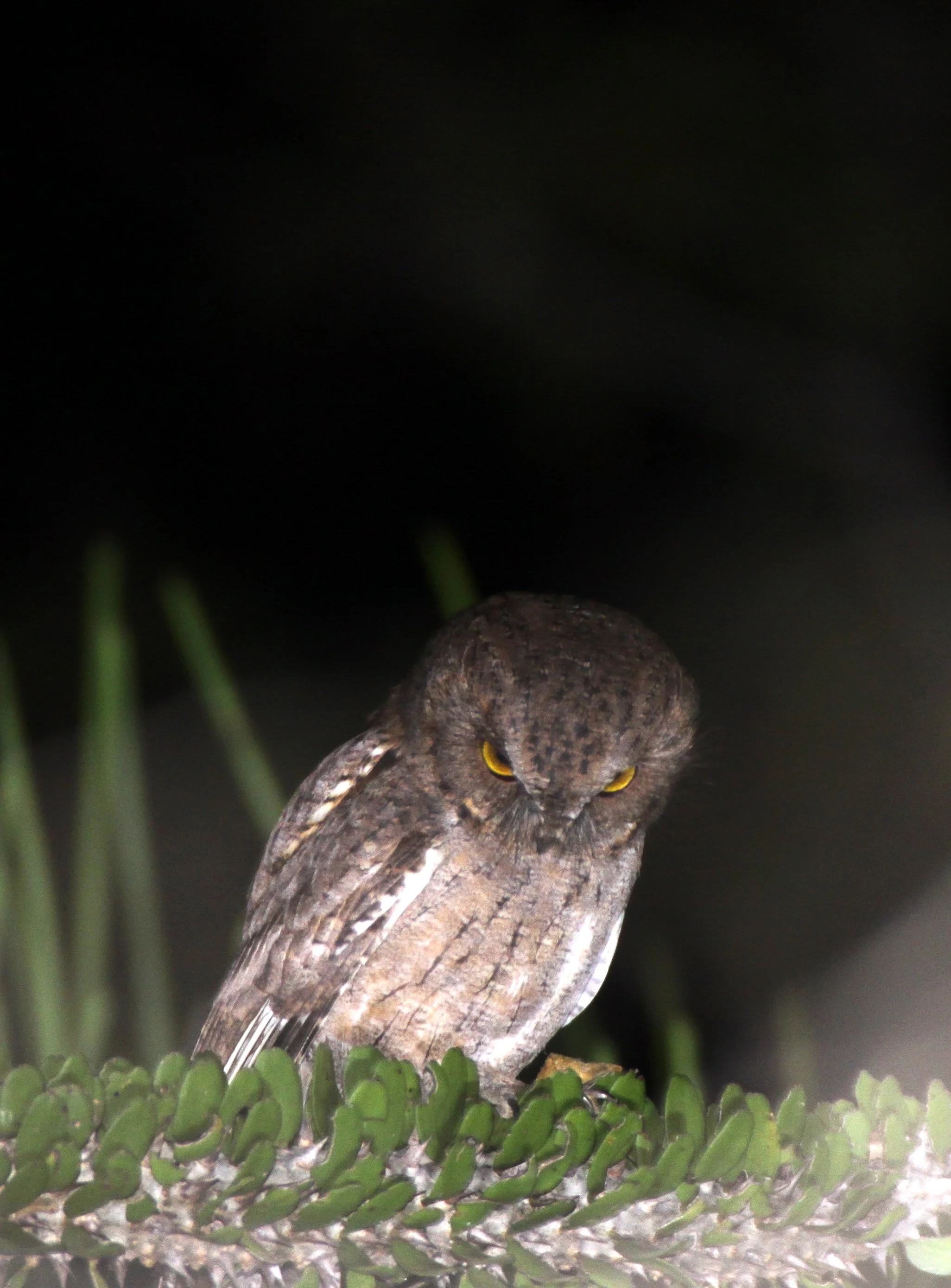 Otus rutilus - MADAGASCAR SCOPS OWL - ANDOHAHELA NATIONAL PARK MADAGASCAR (1).JPG