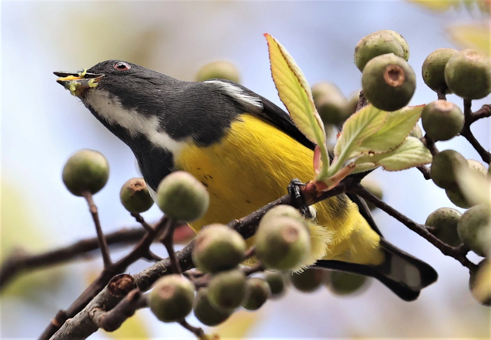 FLOWERPECKER - YELLOW-BELLIED FLOWERPECKER - Dicaeum melanozanthum - DOI INTHANON NP CHIANG MAI, DEC 2021 (6).JPG
