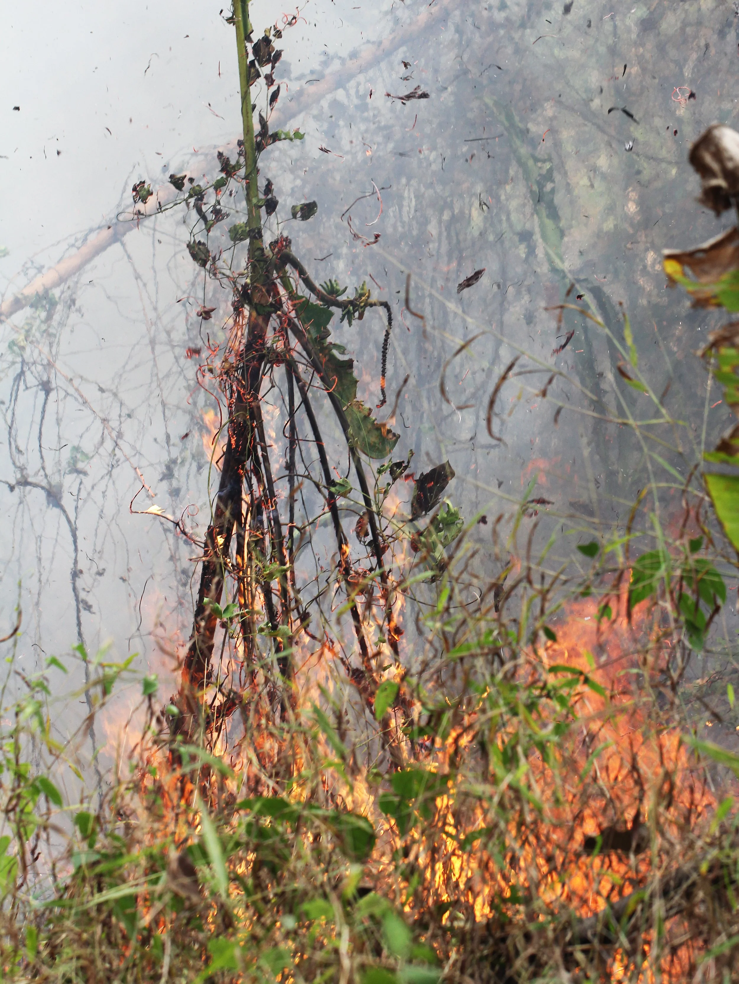 HUAI MAI DEE - HUAI KHA KHAENG - THAILAND (29).JPG