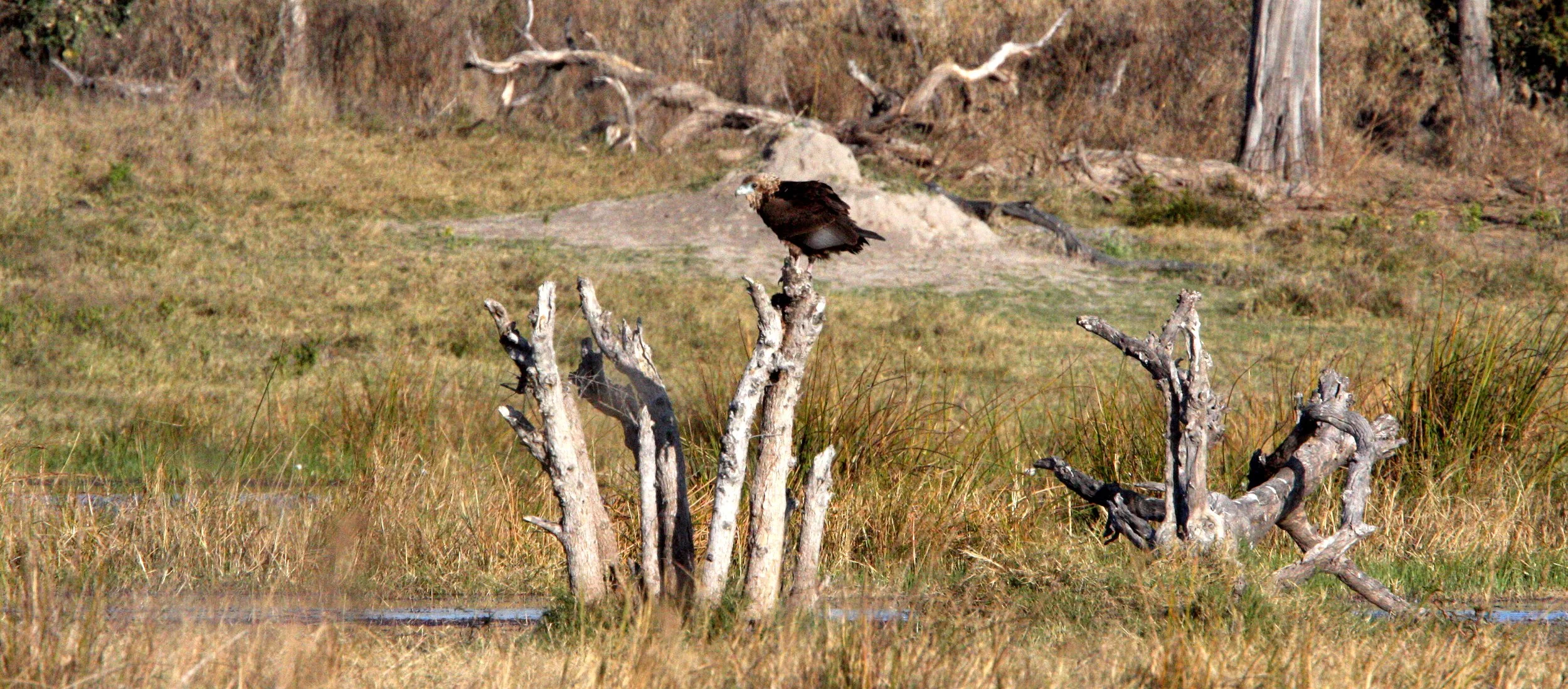 Terathopius ecaudatus - BATELEUR - KHWAI CAMP OKAVANGO BOTSWANA (4).JPG