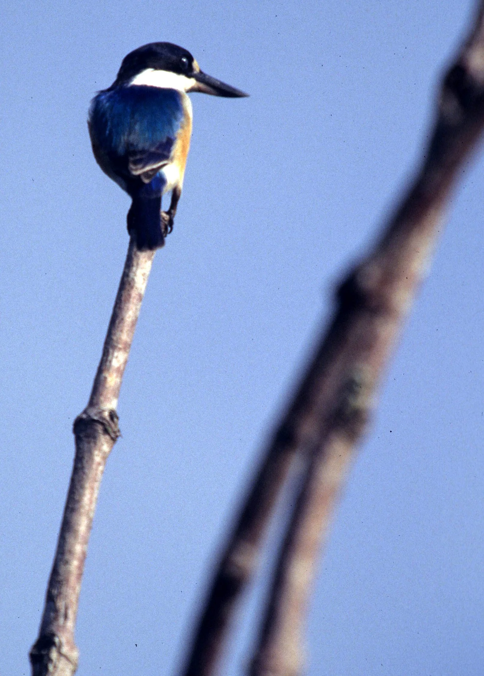 BIRD - KINGFISHER - AZURE KINGFISHER - DAINTREE RAINFOREST B.jpg