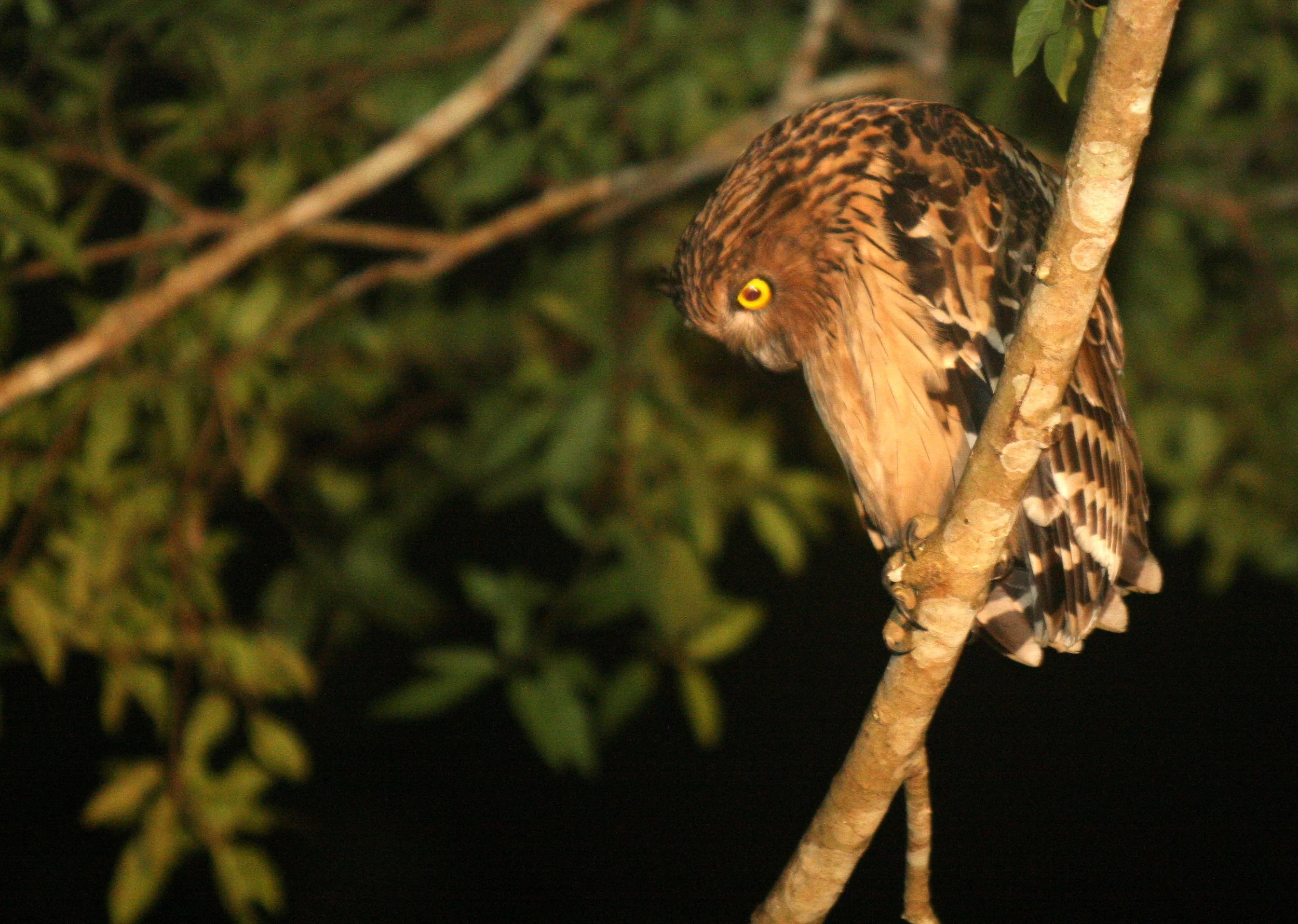 Ketupa ketupu - BUFFY FISH OWL - KINABATANGAN RIVER BORNEO (8).JPG