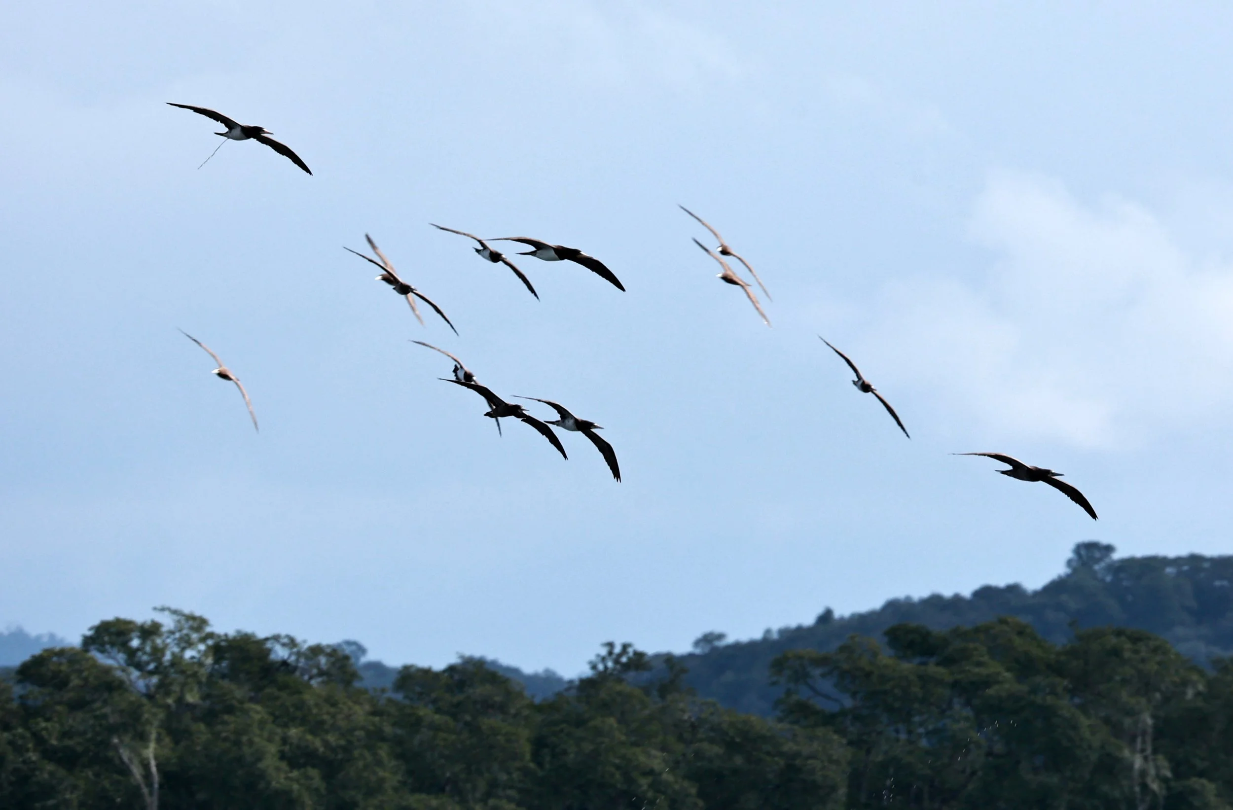 Brown Booby (Sula leucogaster) Superagüi National Park, Brazil 