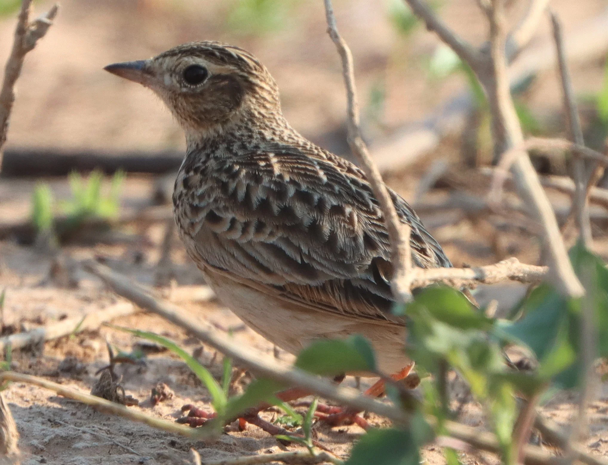 Oriental Skylark (Alauda gulgula) Pak Chong Lake Kumontong (10).jpg