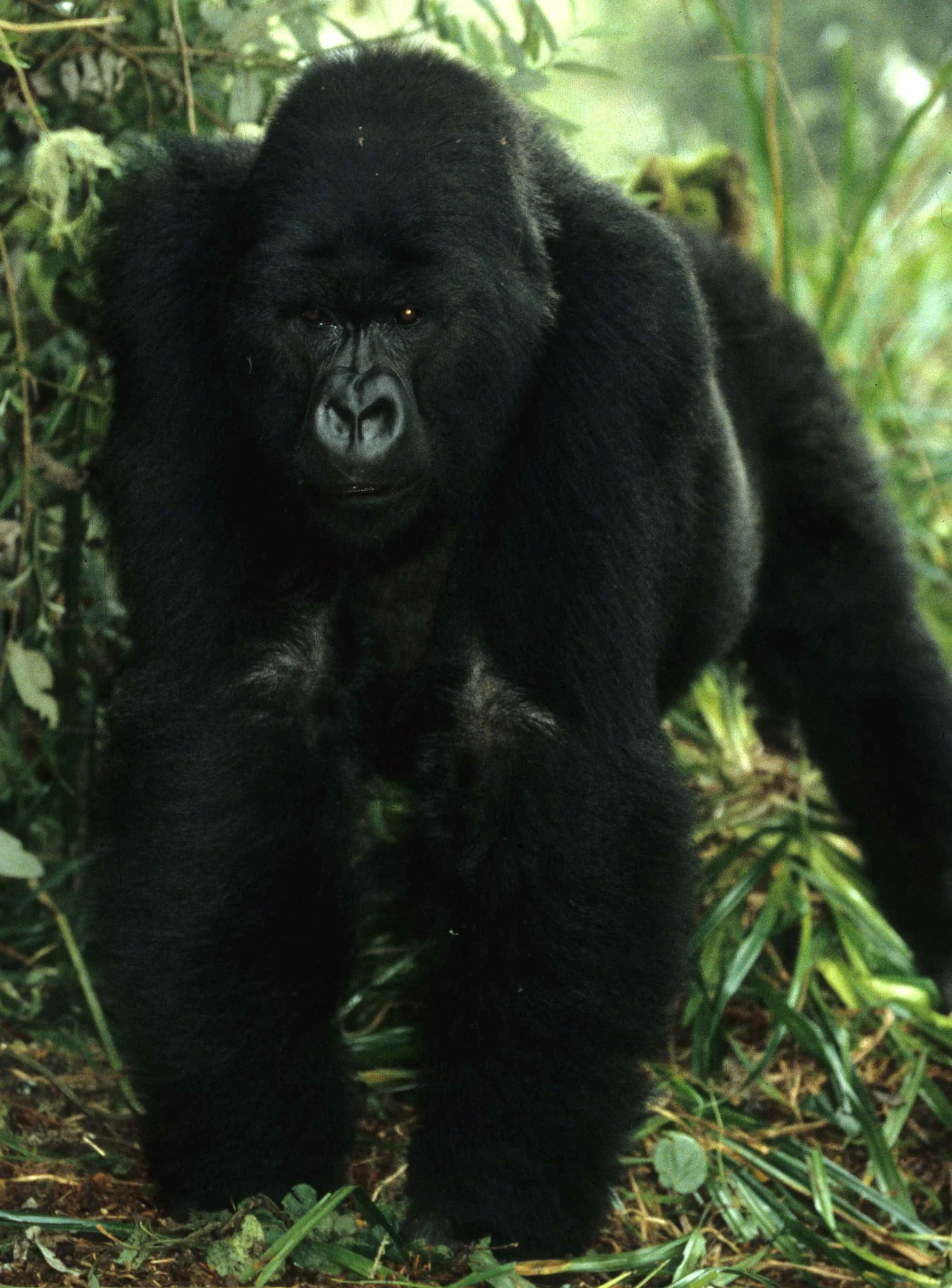 PRIMATE - GORILLA-RWANDA PARC DU VULCANS (47).jpg
