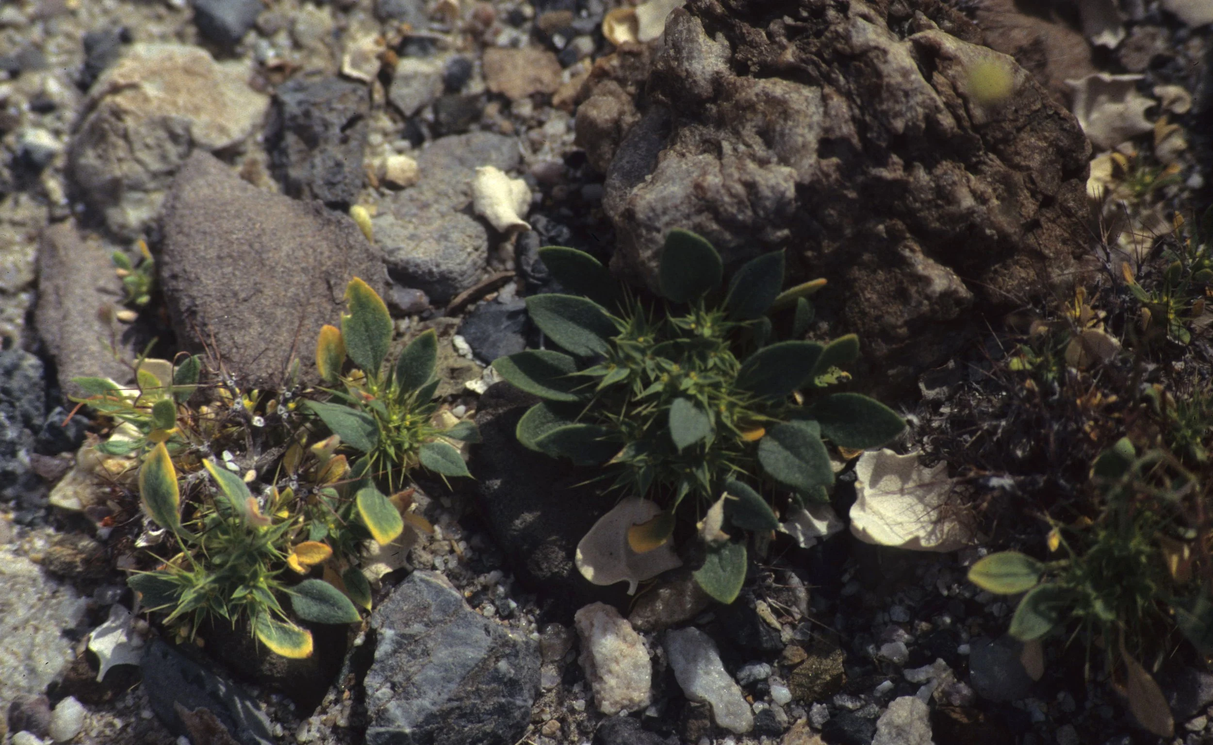 DEATH VALLEY - CORIZANTHE RIGIDA - SPINY CORIZANTHE.jpg