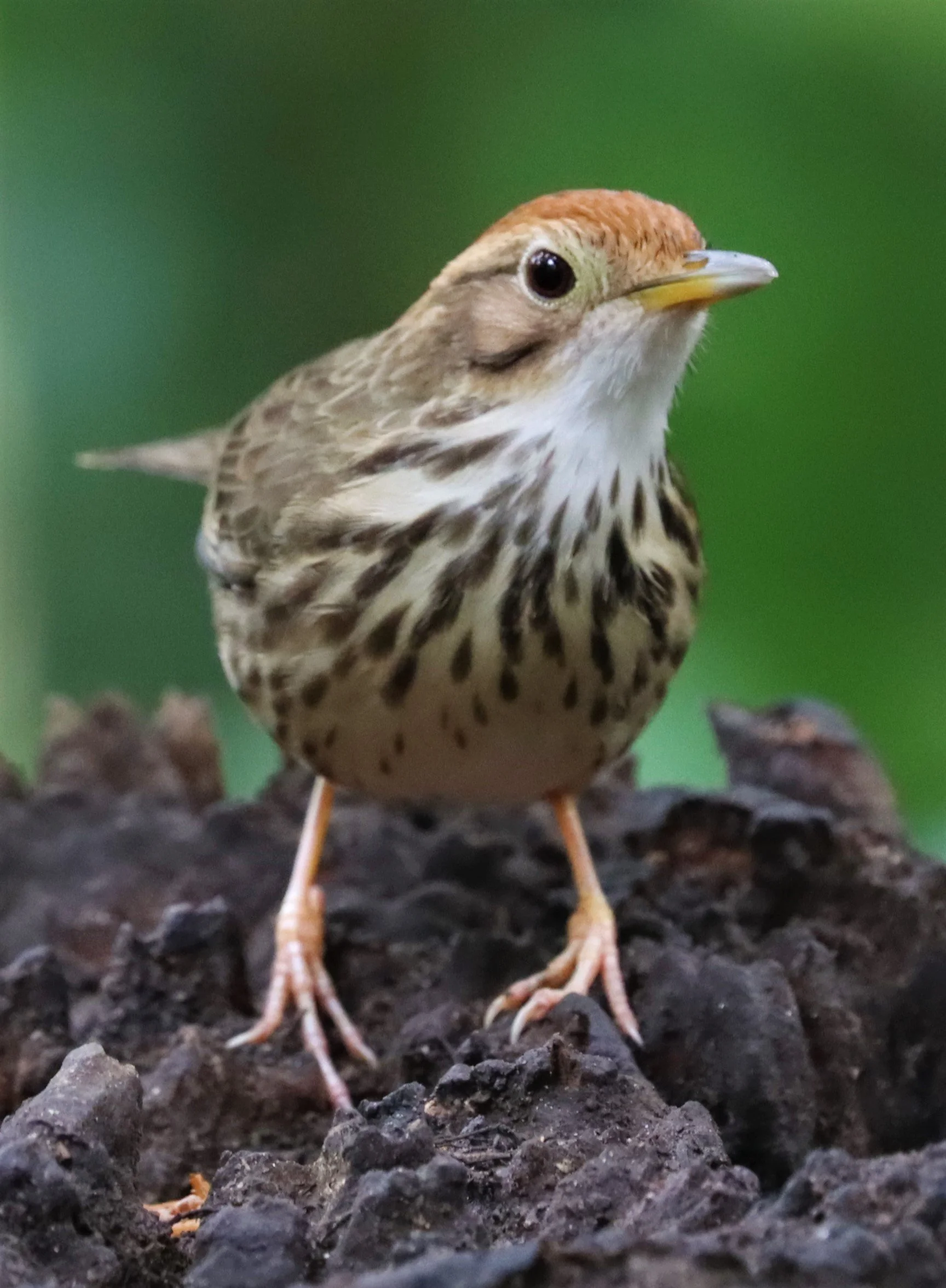 BABBLER - PUFF-THROATED BABBLER - Pellorneum ruficeps - WAT THAM PRATHUN CHONBURI (4).jpg