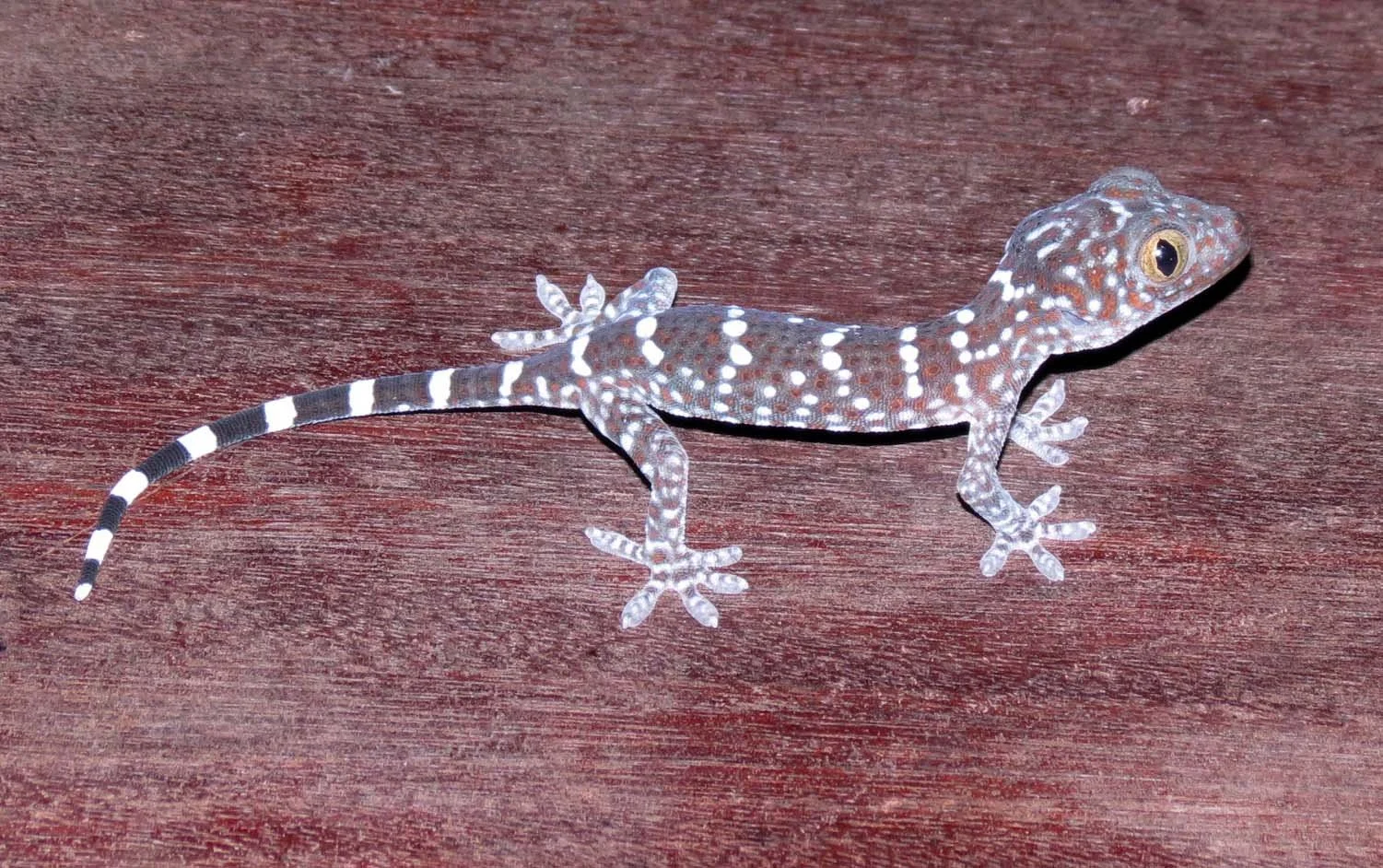 2013 KOH LANTA - OCTOBER BREAK 2013 (205).JPG