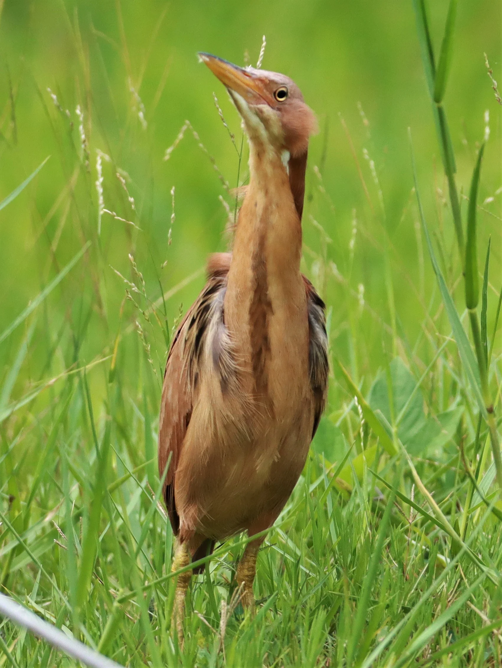 BITTERN - CINNAMON BITTERN (CHESTNUT BITTERN) - Ixobrychus cinnamomeus - BURIRAM HUAI CHORAKHE MAK (72).jpg