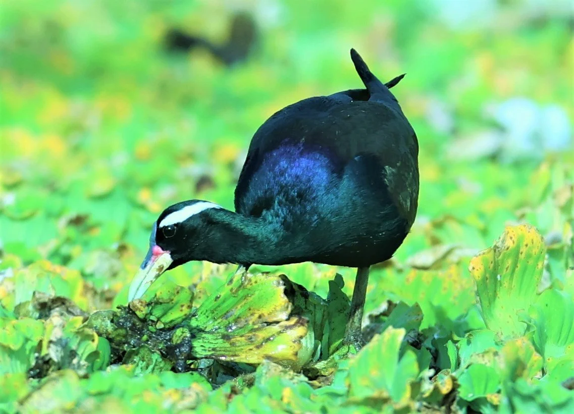 JACANA - BRONZE-WINGED JACANA - Metopidius indicus - LAT KRABANG.jpg