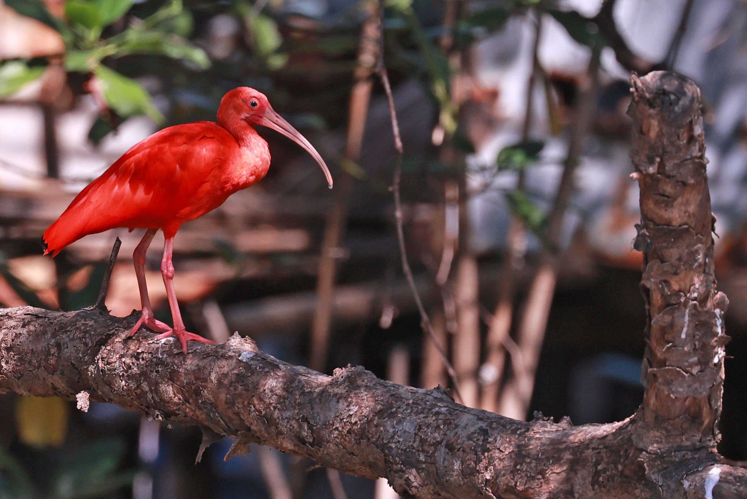 Ibis - Scarlet Ibis - Eudocimus ruber - 29 Songkaow Cafe, Chachoengsao Thailand (145).jpg