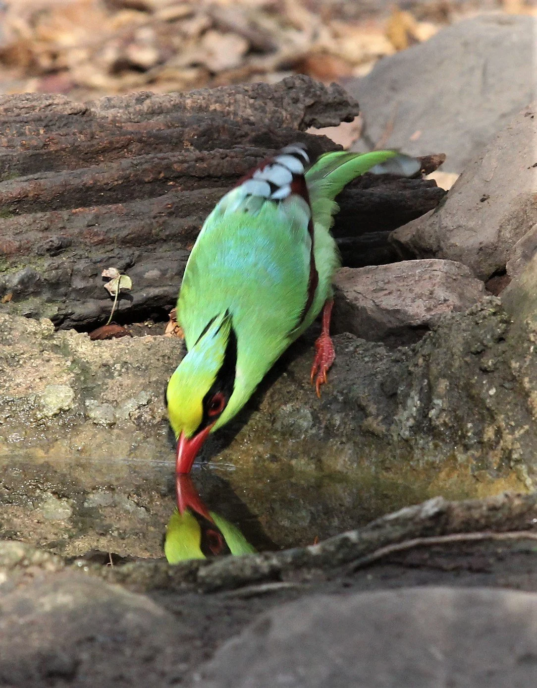 MAGPIE - COMMON GREEN MAGPIE - Cissa chinensis - LUNG SIN HIDE KAENG KRACHAN A (14).jpg