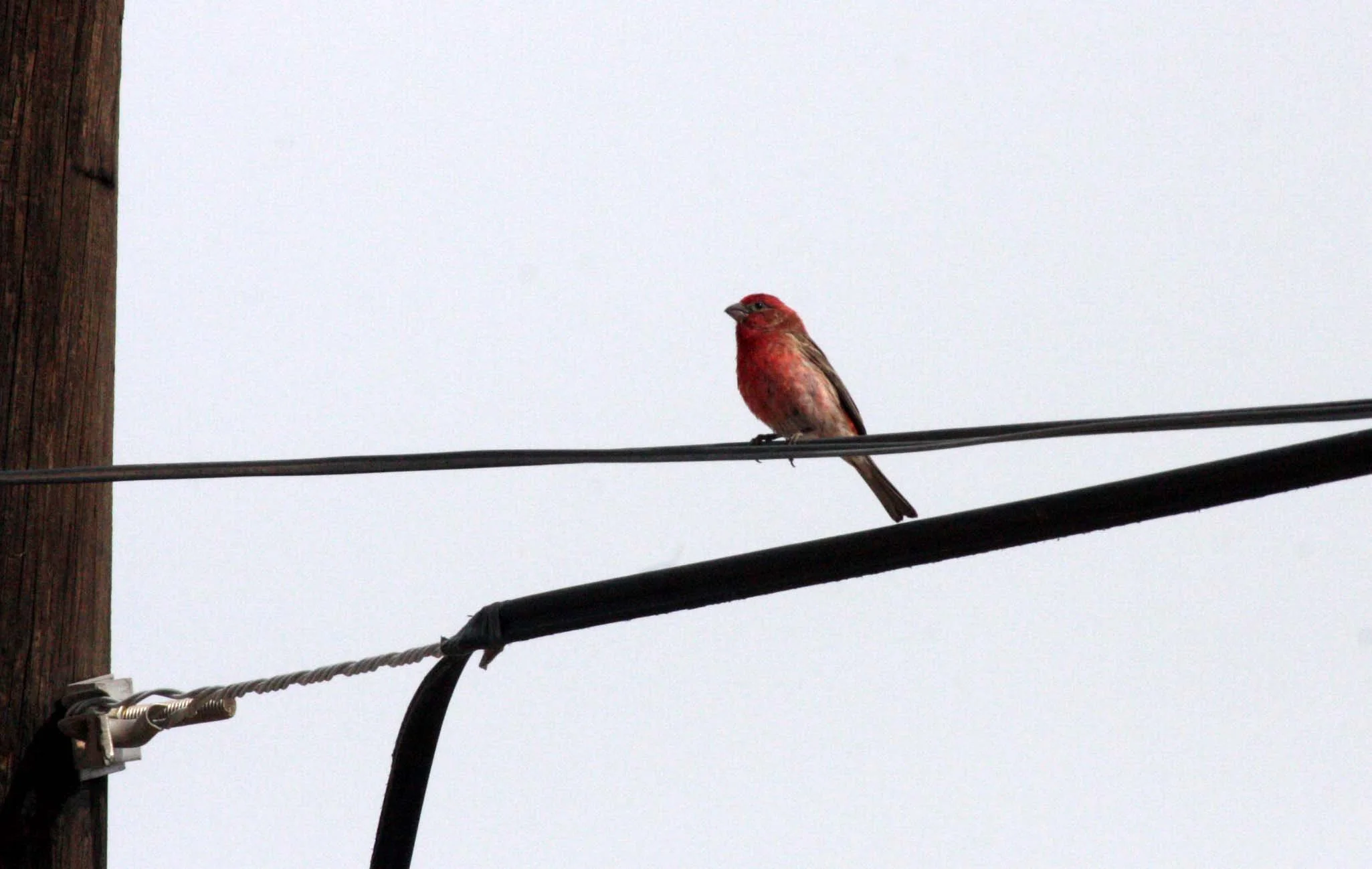 House Finch (Haemorhous mexicanus) San Ignacio Baja Mexico (2).JPG