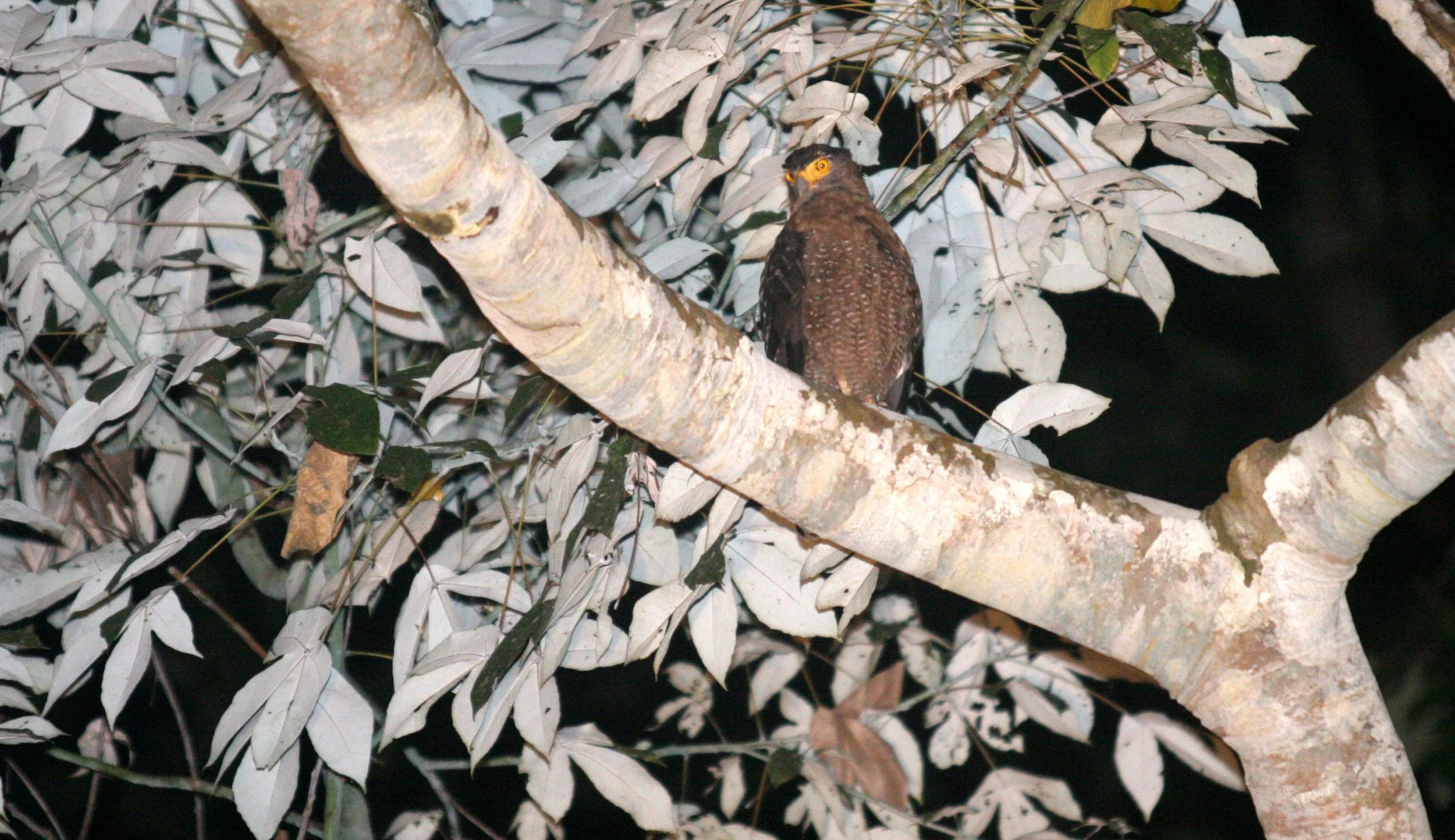 Spilornis cheela pallidus - NORTHERN BORNEO CRESTED SERPENT EAGLE - TABIN WILDLIFE RESERVE BORNEO (9).JPG