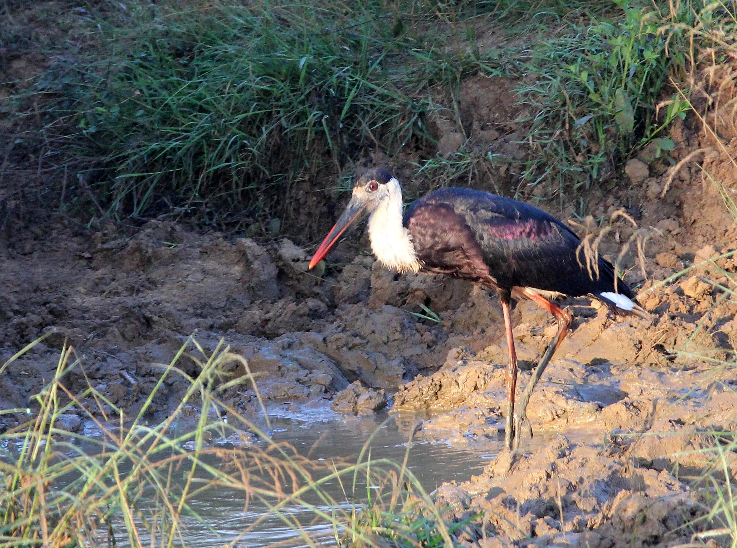 STORK - WOOLLY-NECKED STORK - Ciconia episcopus - UDAWALAWA NATIONAL PARK SRI LANKA (9).JPG