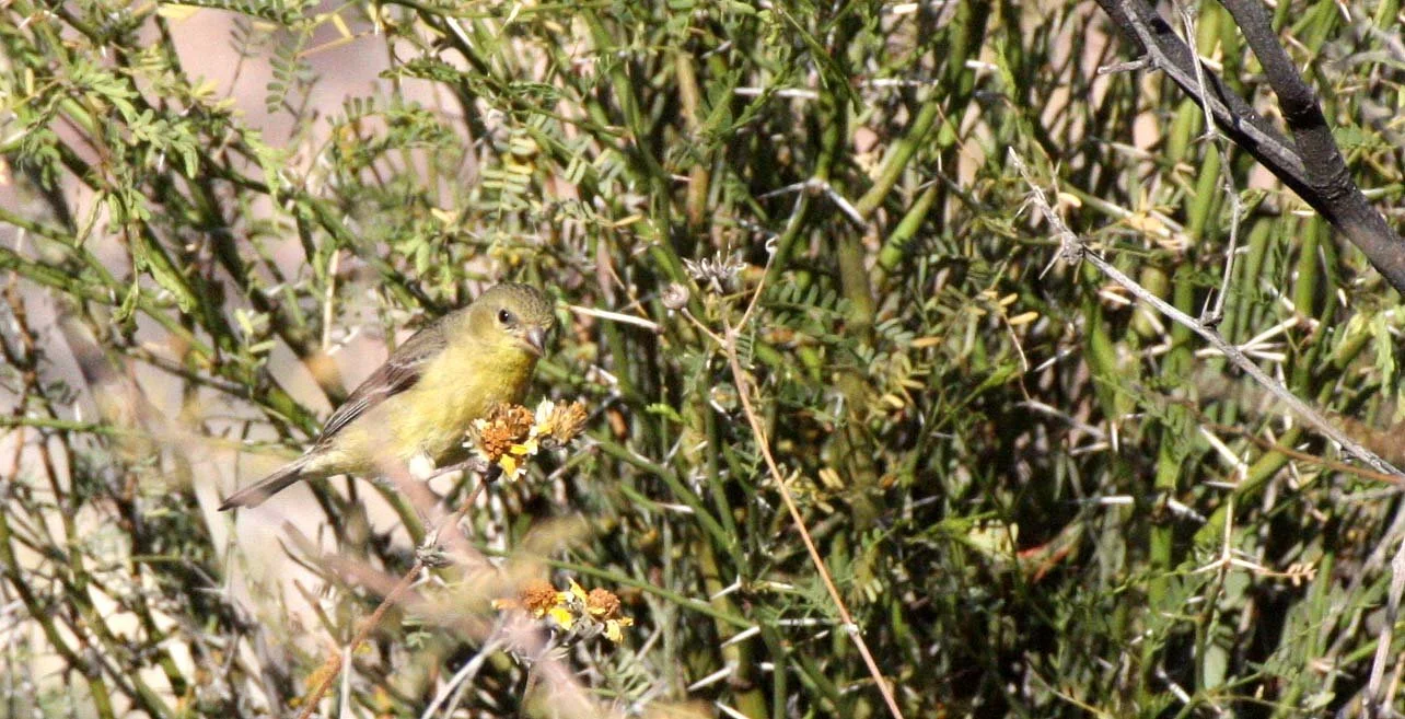 American Goldfinch (Spinus tristis) Catavina Desert, Baja Mexico (1).JPG