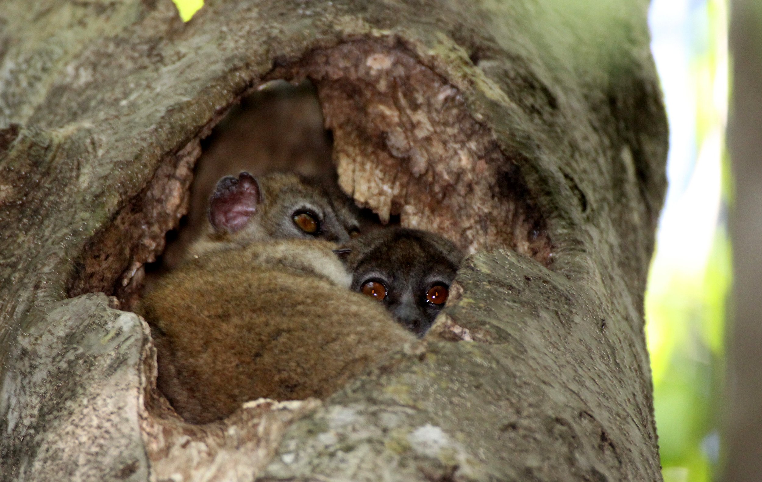 LEPILEMURIDAE - Lepilemur ankaranensis - ANKARANA NATIONAL PARK MADAGASCAR (93).JPG