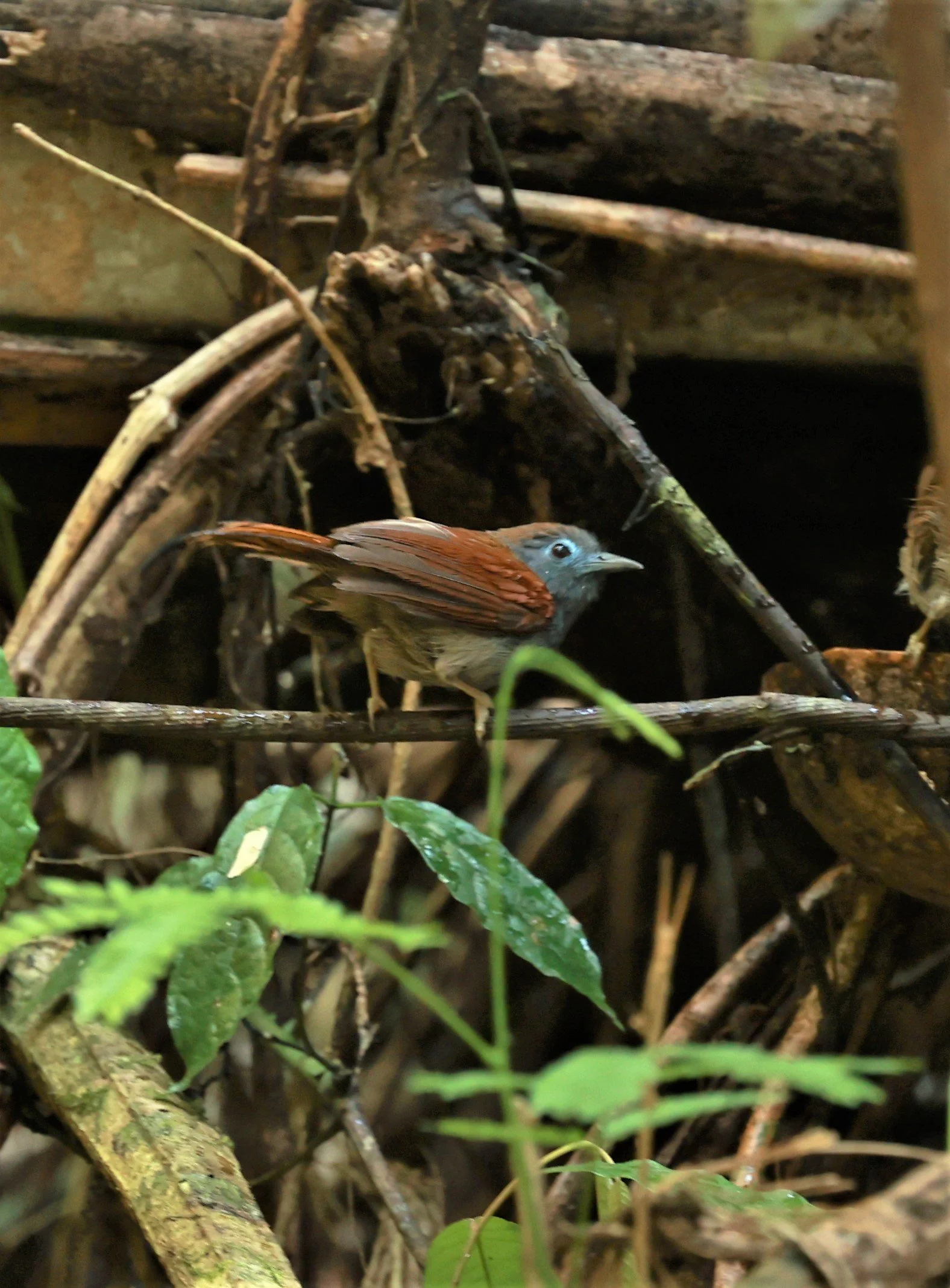 BABBLER - CHESTNUT-WINGED BABBLER - Cyanoderma erythropterum - KRUNG CHING, KHAO LUANG NATIONAL PARK, THAILAND APRIL 2023 (17).jpg