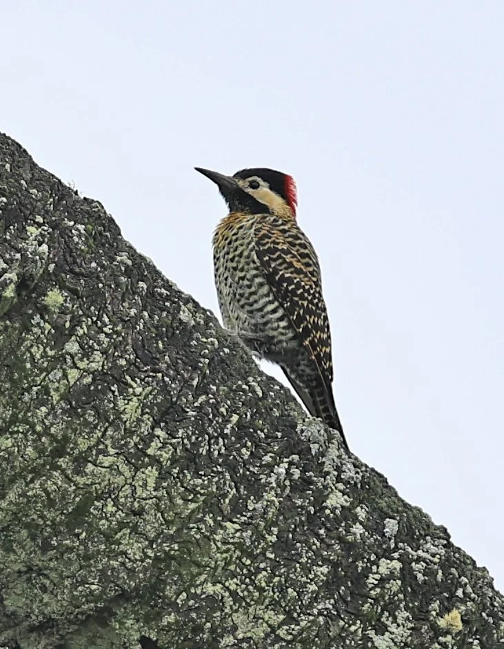 Green-barred Woodpecker (Colaptes melanochloros) El Palmar National Park, Entre Rios, Argentina