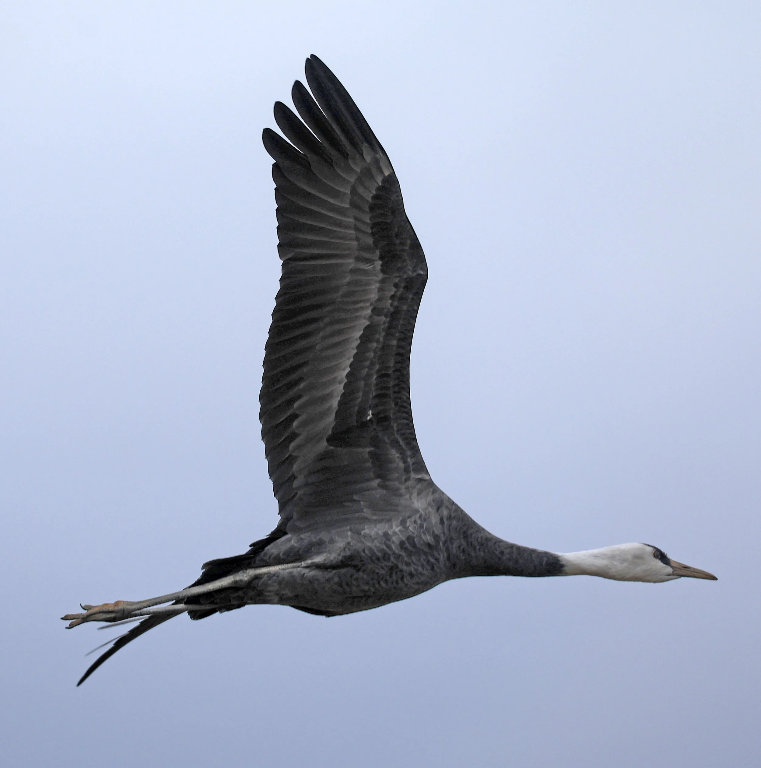 Hooded Crane (Grus monacha) Izumi Crane Park & Center, Izumi Kagoshima Kyushu Japan (92).jpg