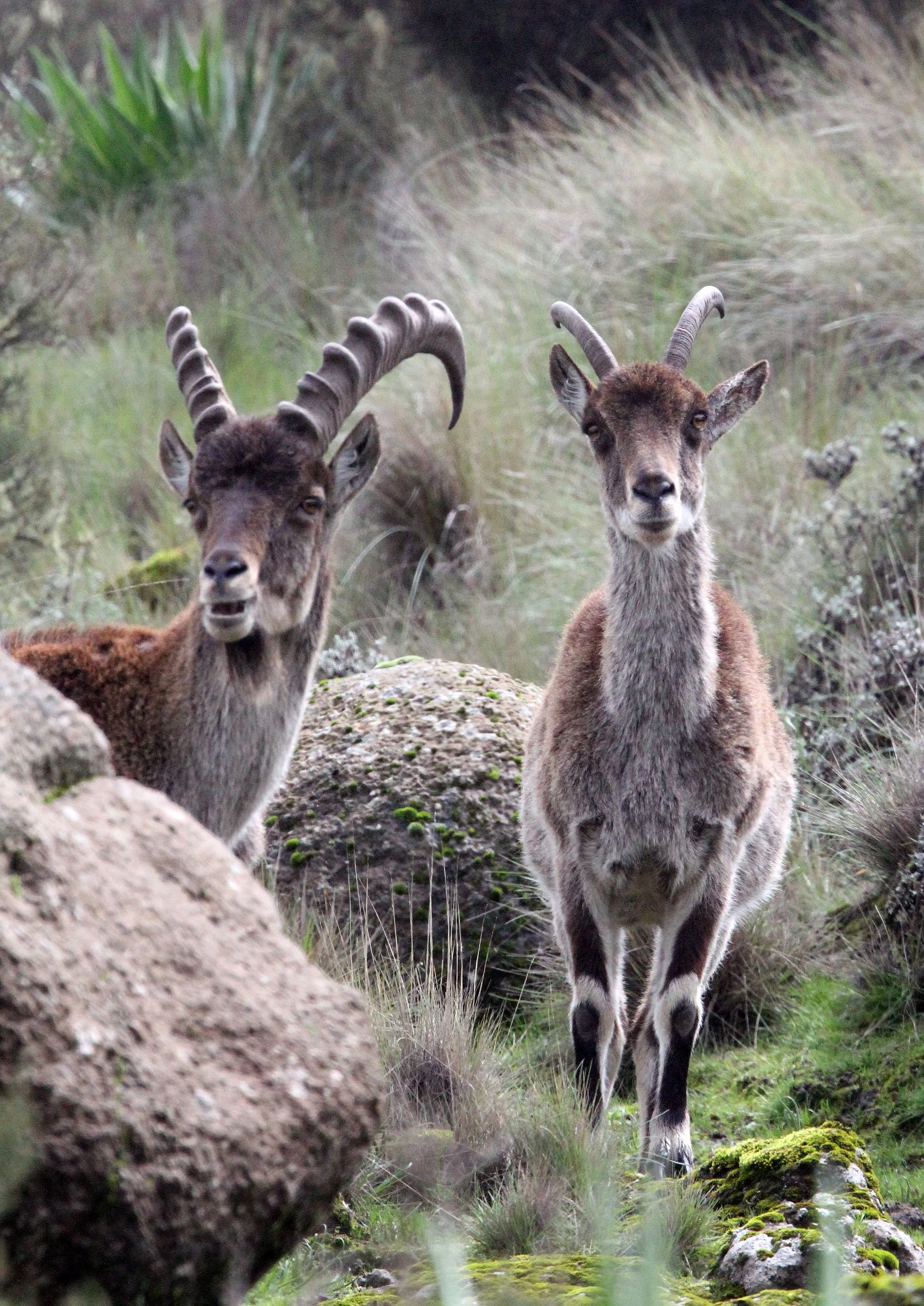 IBEX - WALIA IBEX - Capra walie - SIMIEN MOUNTAINS NATIONAL PARK ETHIOPIA (111).JPG