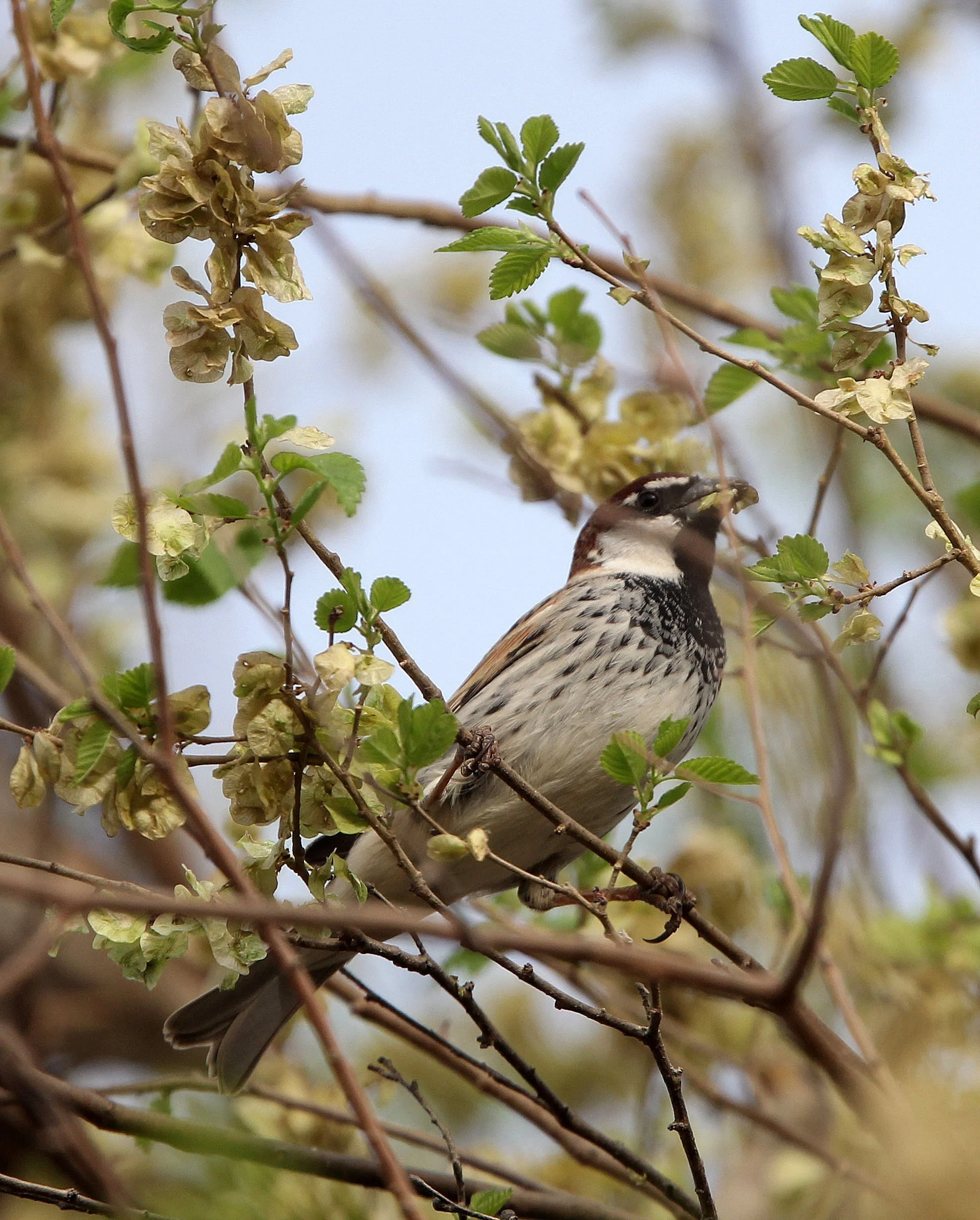 Spanish Sparrow (Passer hispaniolensis) Turpan Xinjiang China (5).JPG