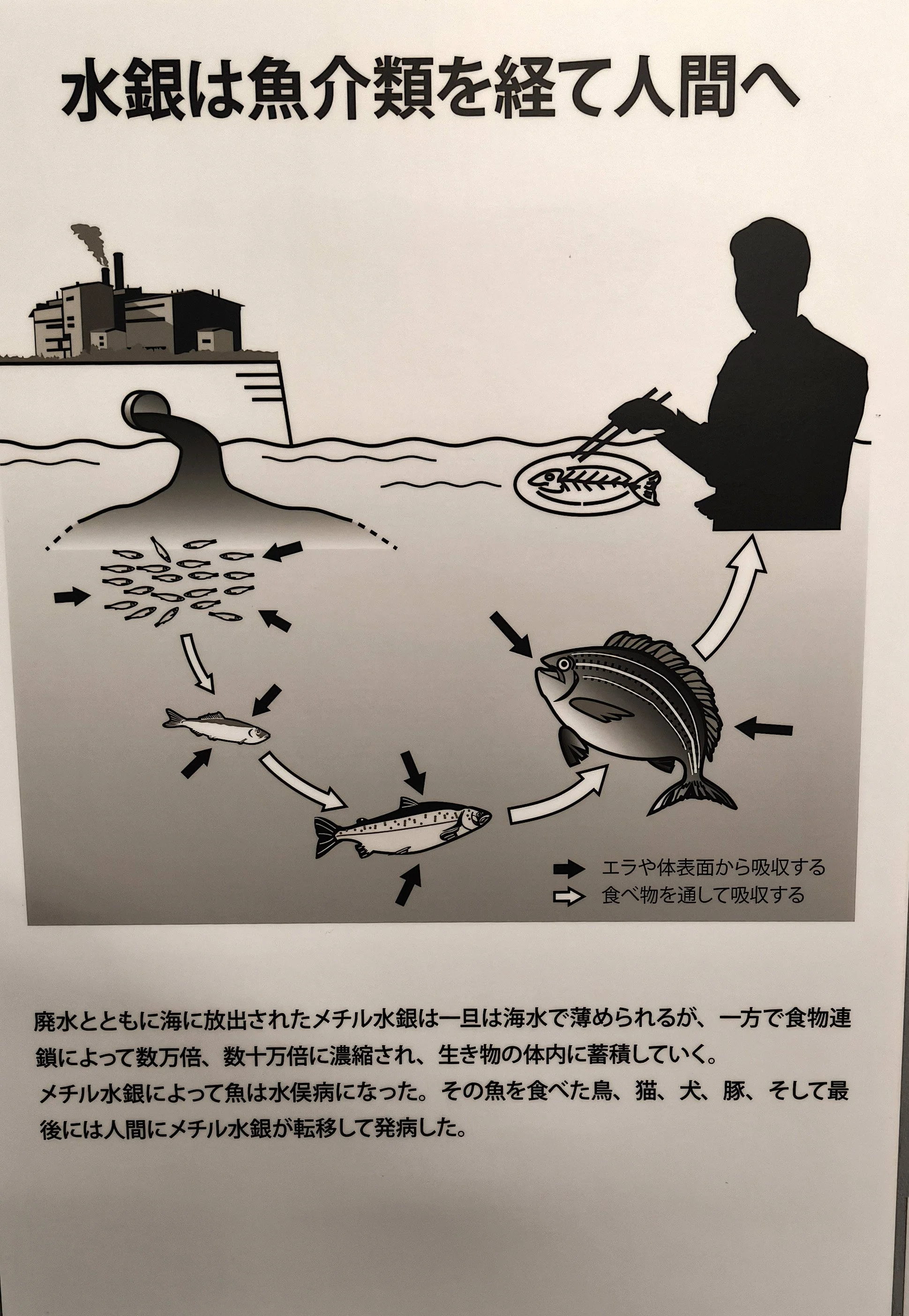 Minamata Disease Museum Kagoshima Japan (7).jpg