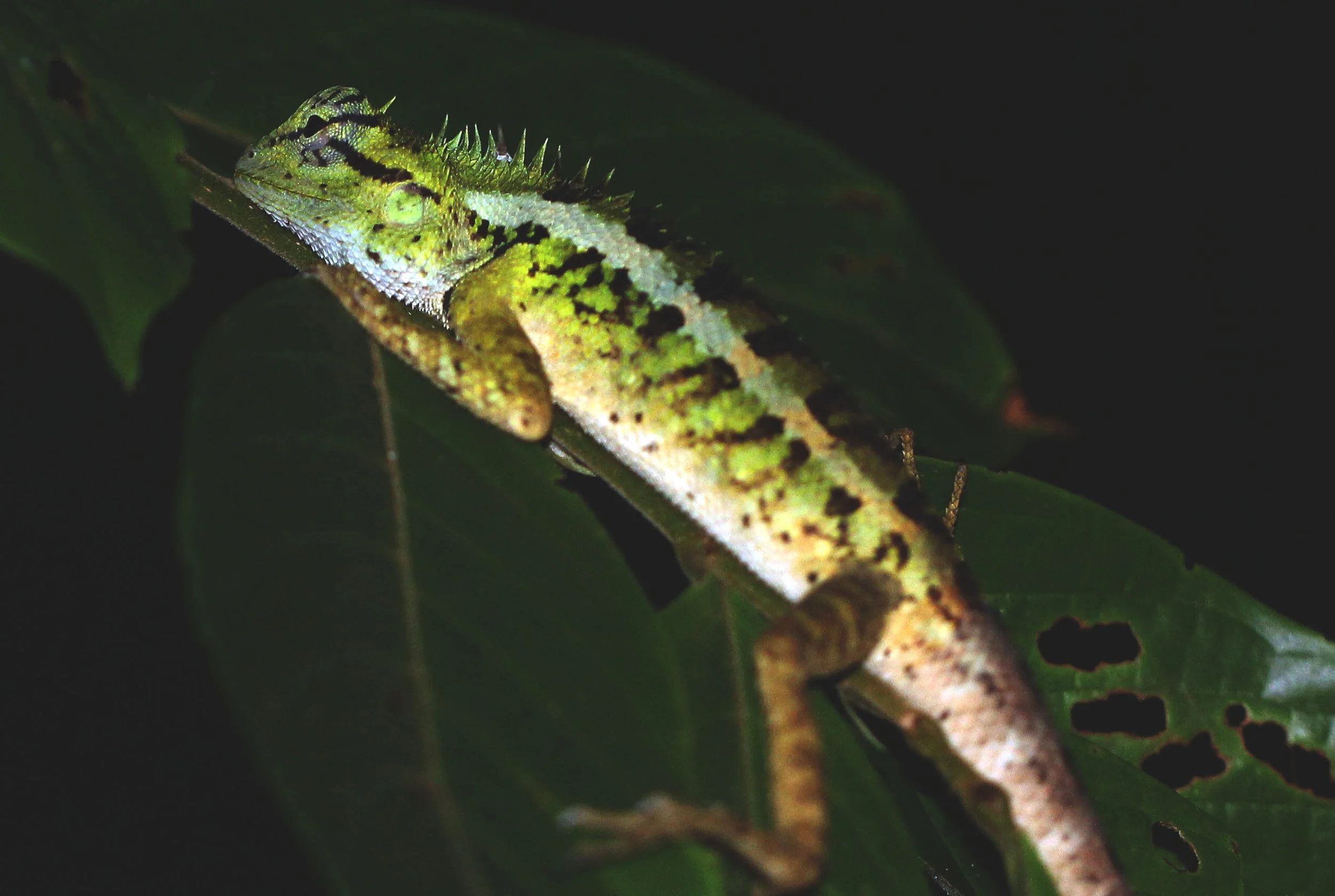 Calotes emma - Garden Lizard - Koh Lanta, Thailand (6).JPG