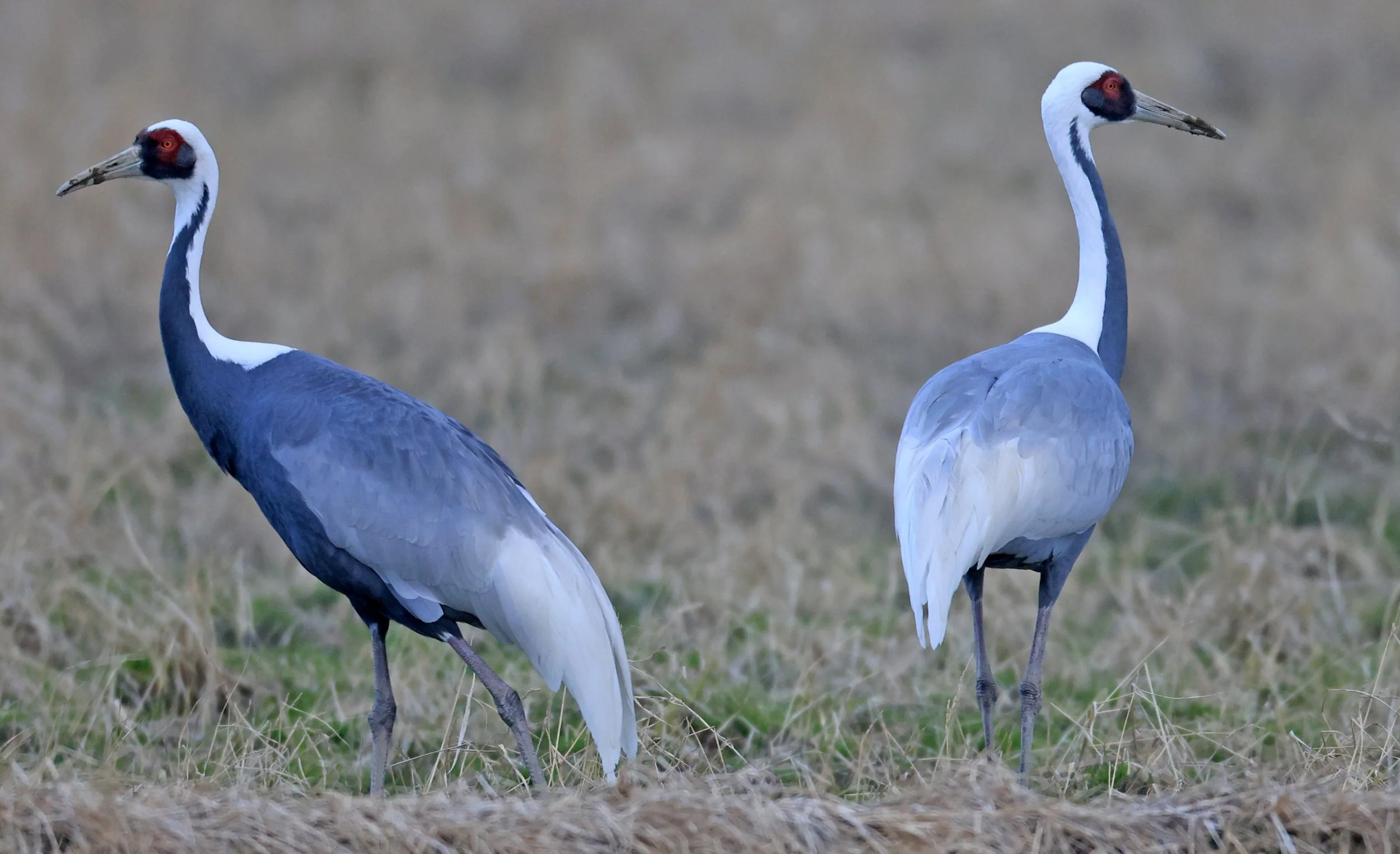 White-naped Crane (Antigone vipio) Izumi Crane Park & Center, Izumi Kagoshima Kyushu Japan (85).jpg