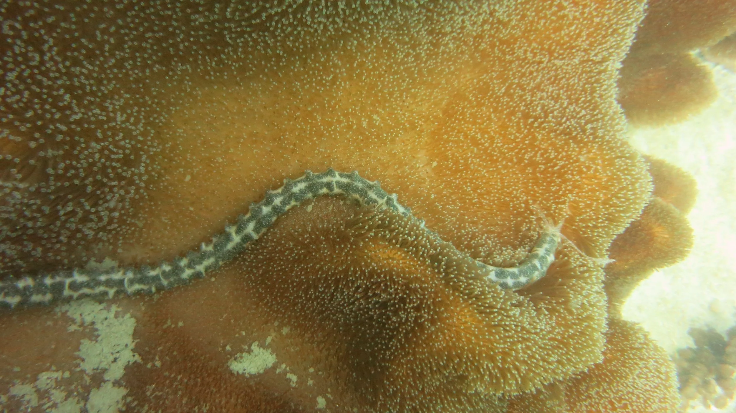 2016 BPS Satthahip Dive Trip with Marine Conservation Club (80).JPG