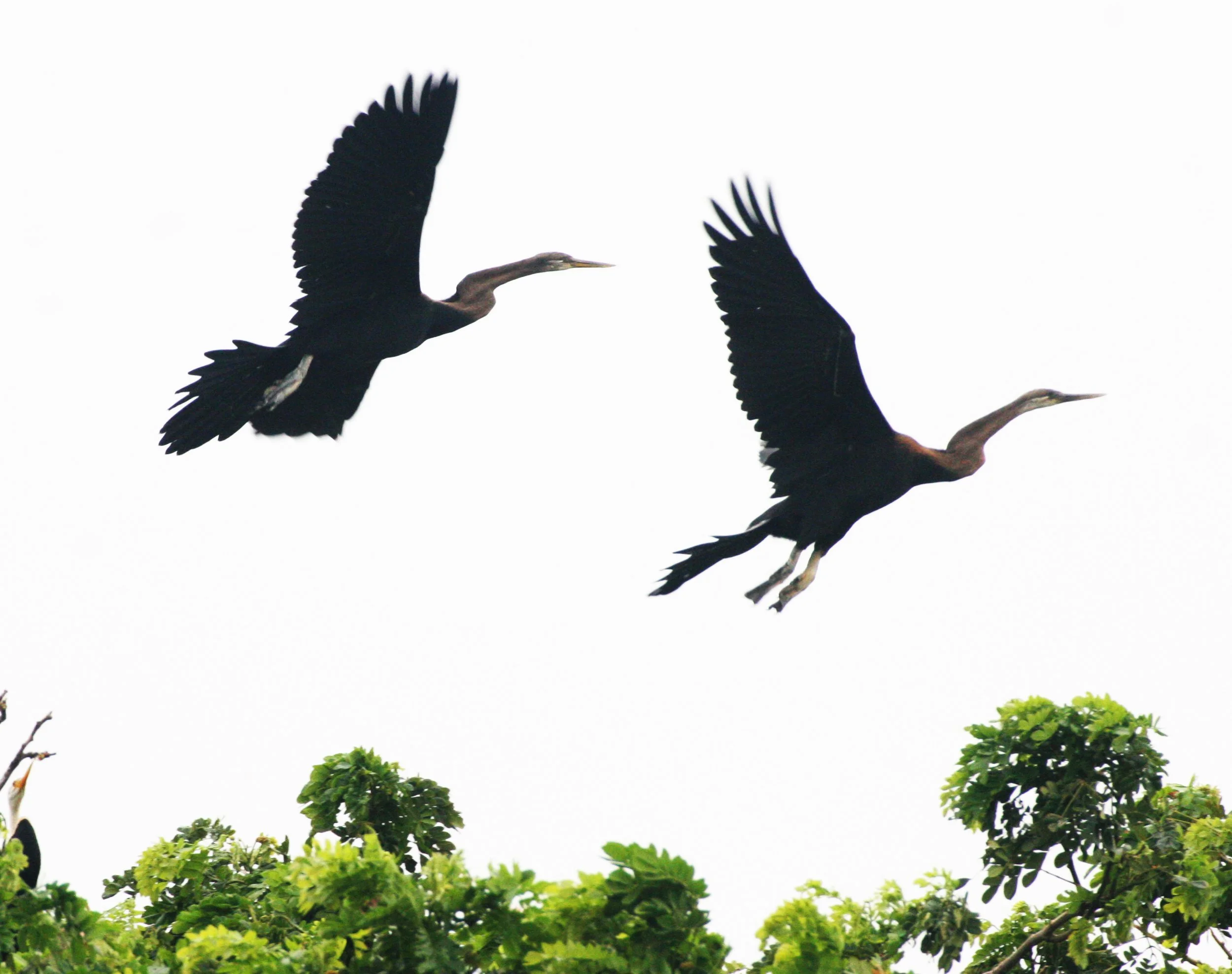 DARTER - Anhinga melanogaster - BUENG BORAPHET THAILAND.JPG