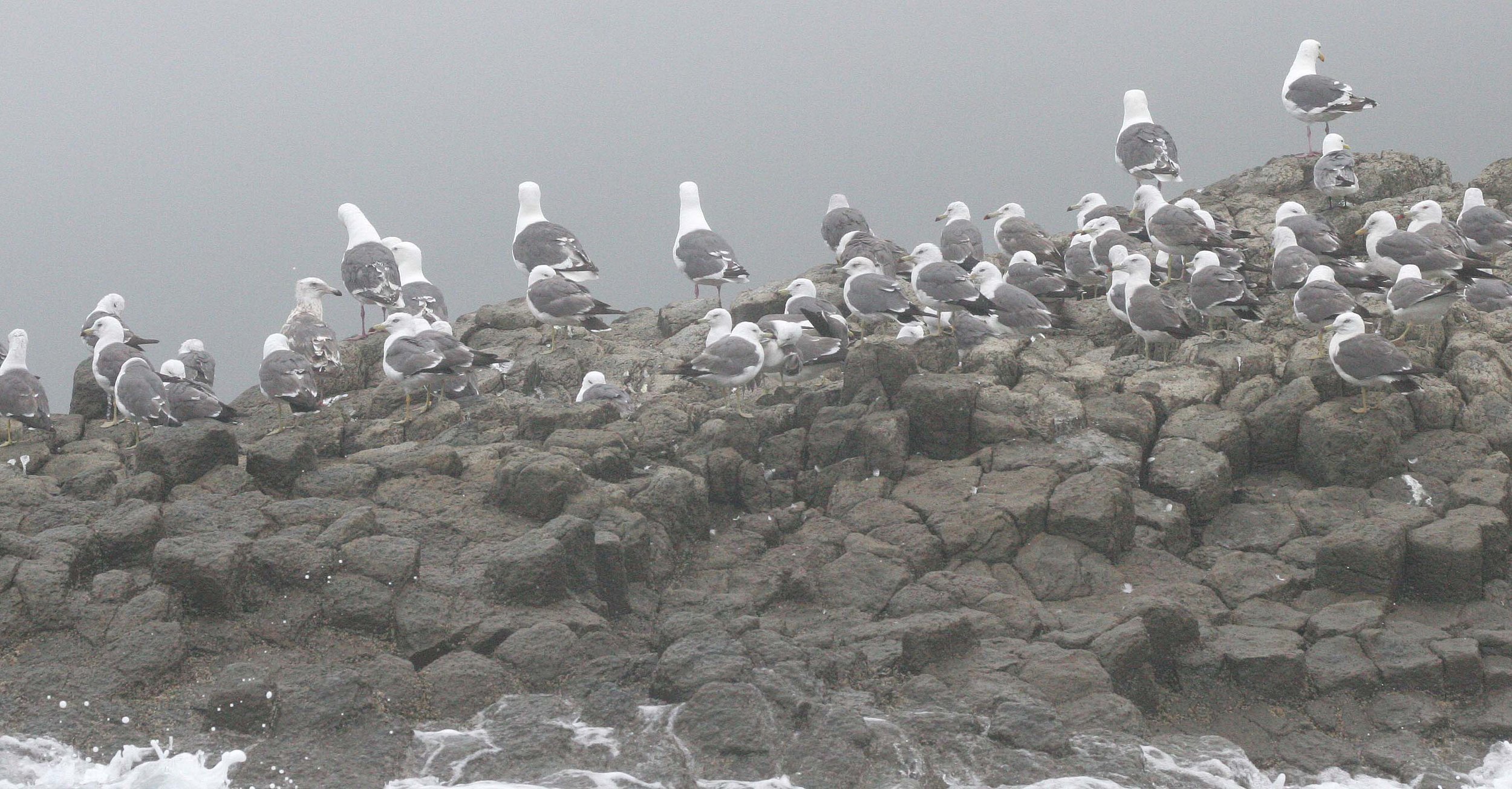 BIRD - GULL - SLATY-BACKED WITH BLACK-TAILED AND TEMMINCKS CORMORANTS - SOUTHERN KURIL ISLANDS (8).jpg