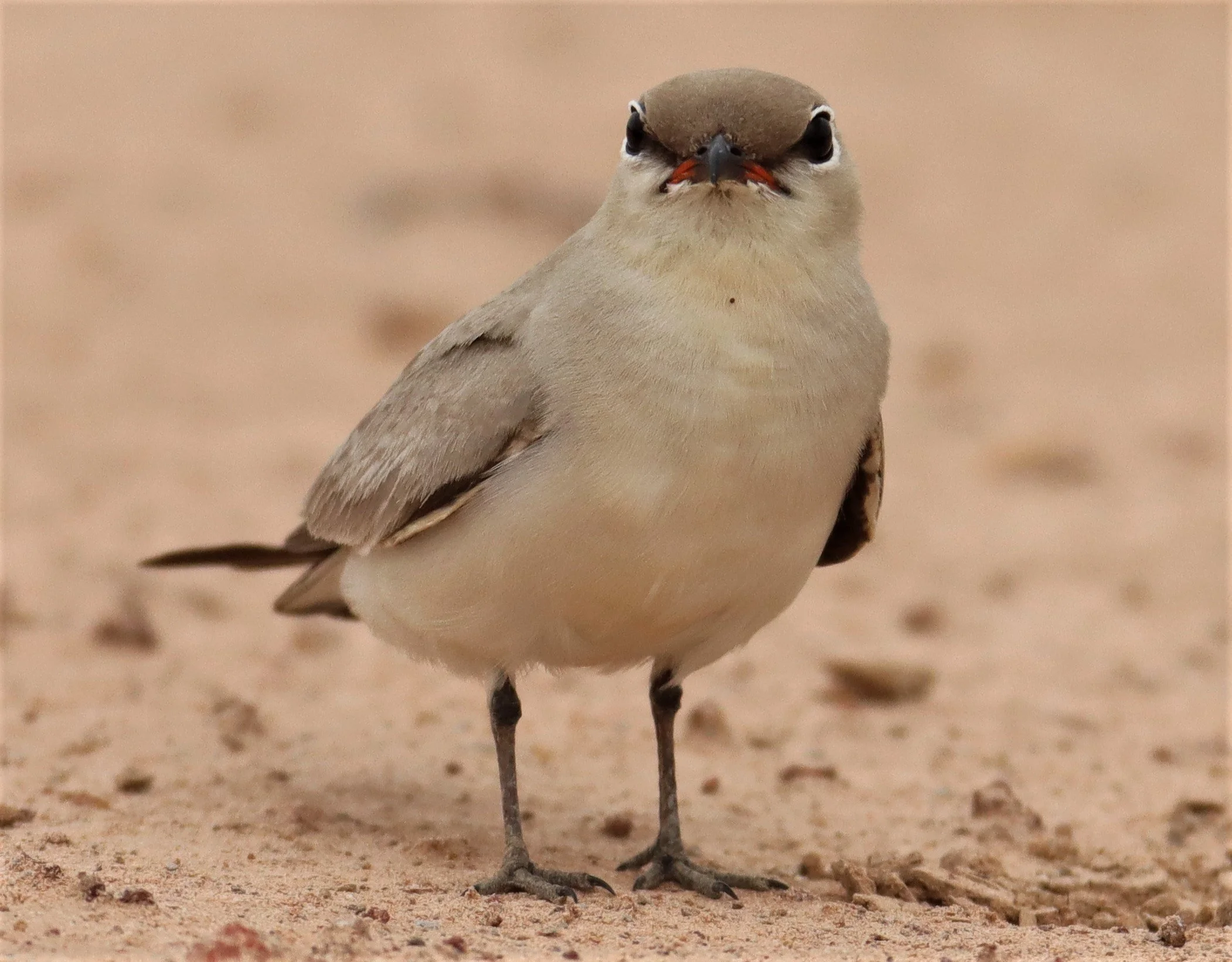 PRATINCOLE - SMALL PRATINCOLE - Glareola lactea - KABIN BURI WETLANDS 15KM OUT ON 304 (33).jpg
