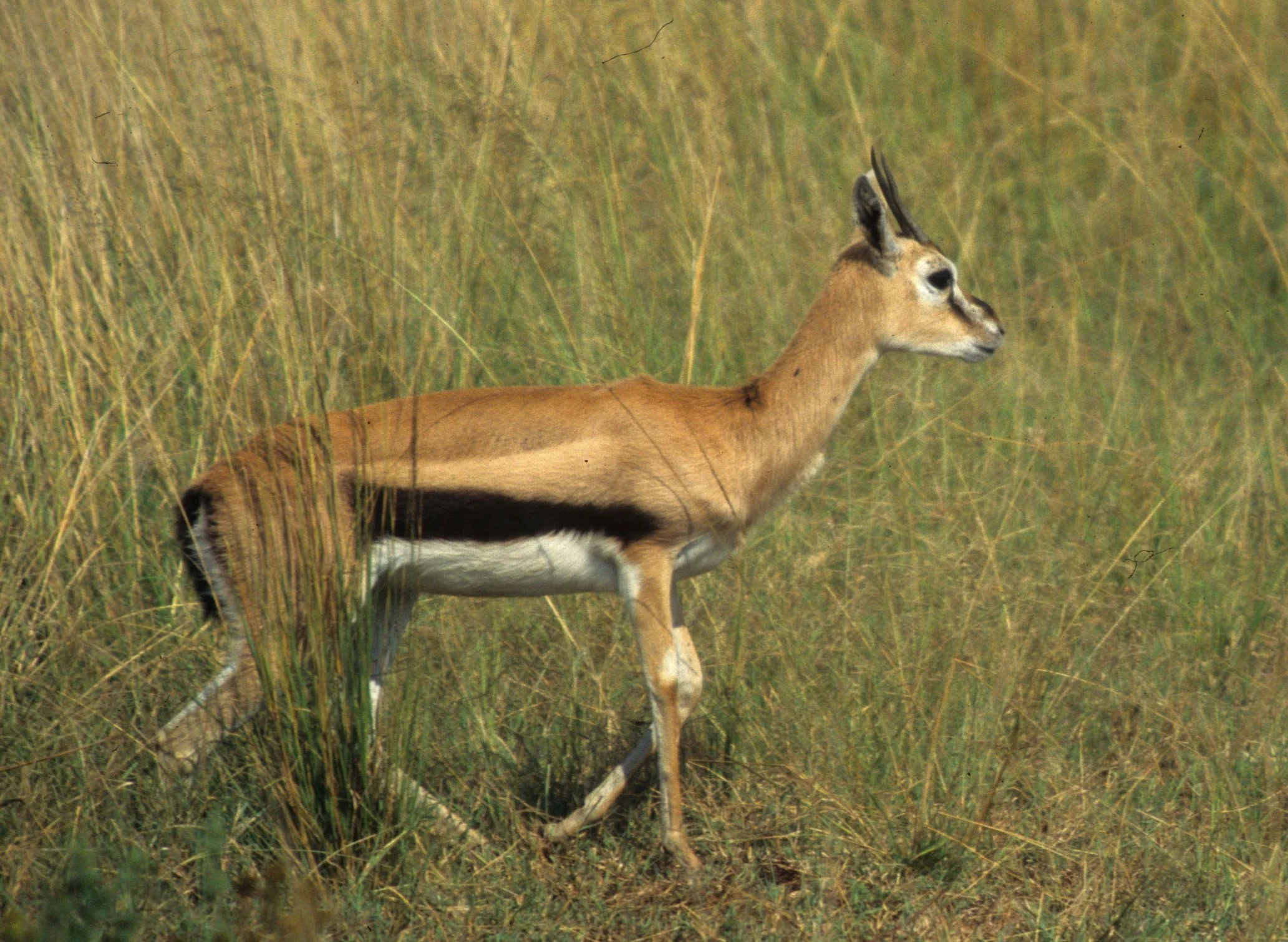 BOVID - GAZELLE - THOMSONS - SERENGETI (13).jpg