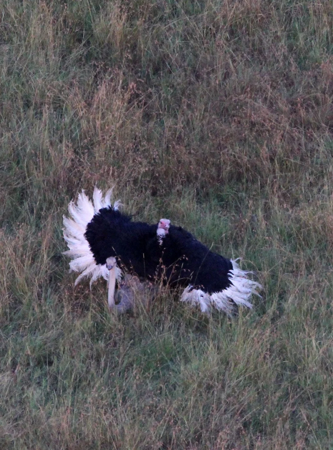 Struthio camelus masaicus - MASAI OSTRICH - MASAI MARA NATIONAL PARK KENYA (6).JPG