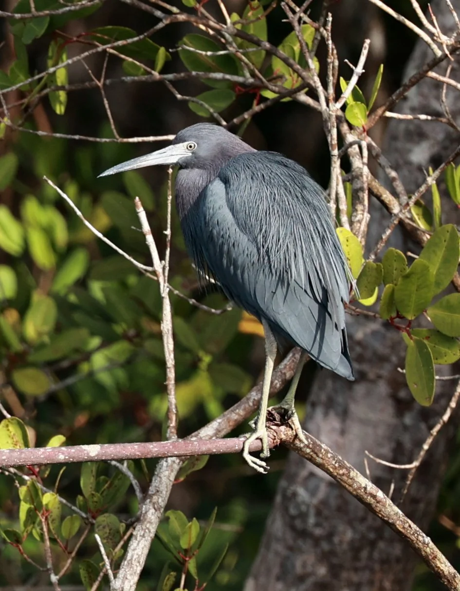 Little Blue Heron (Egretta caerulea) Superagüi National Park, Brazil (2).jpg