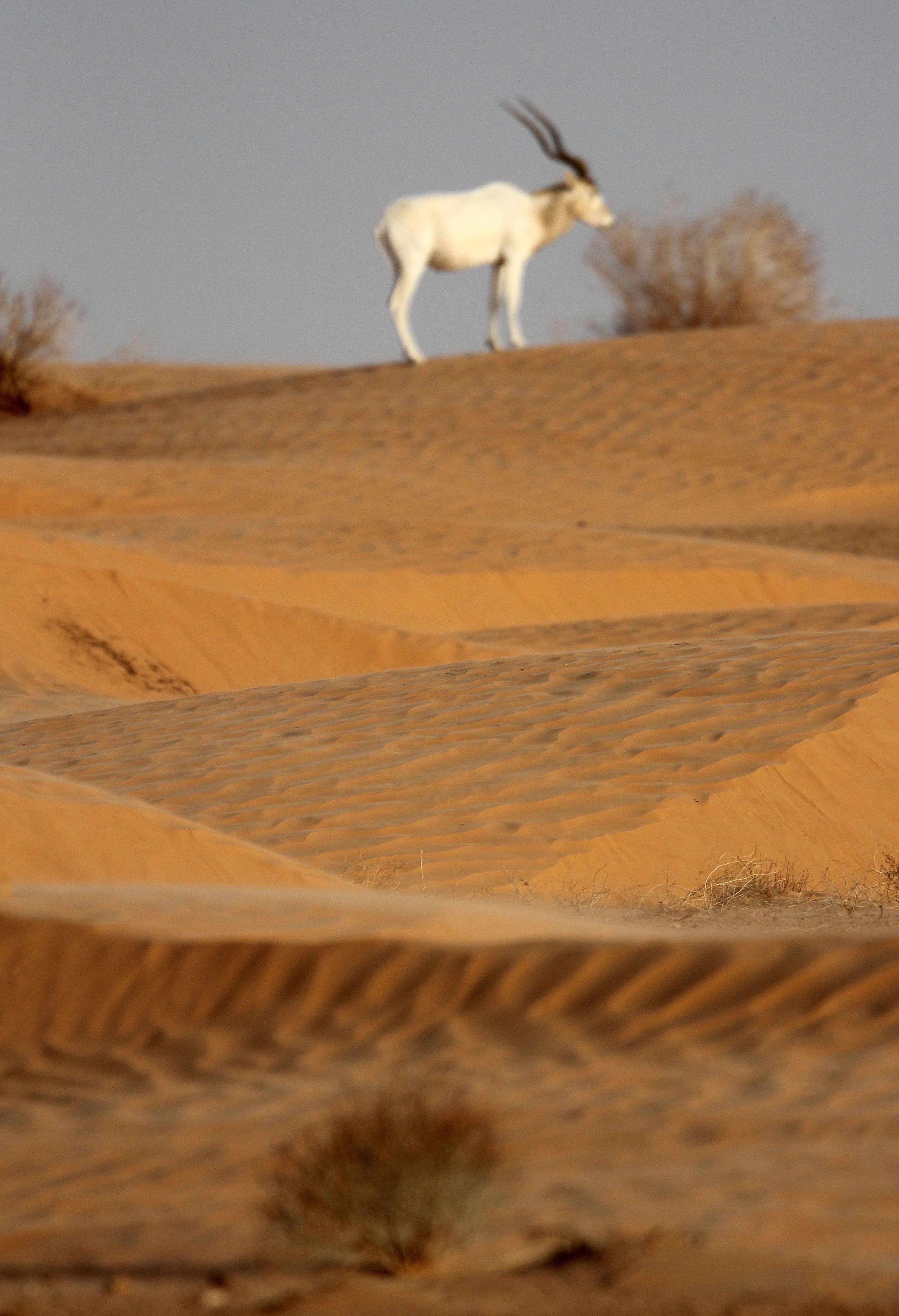 ADDAX - Addax nasomaculatus - JEBIL NATIONAL PARK TUNISIA (145).JPG