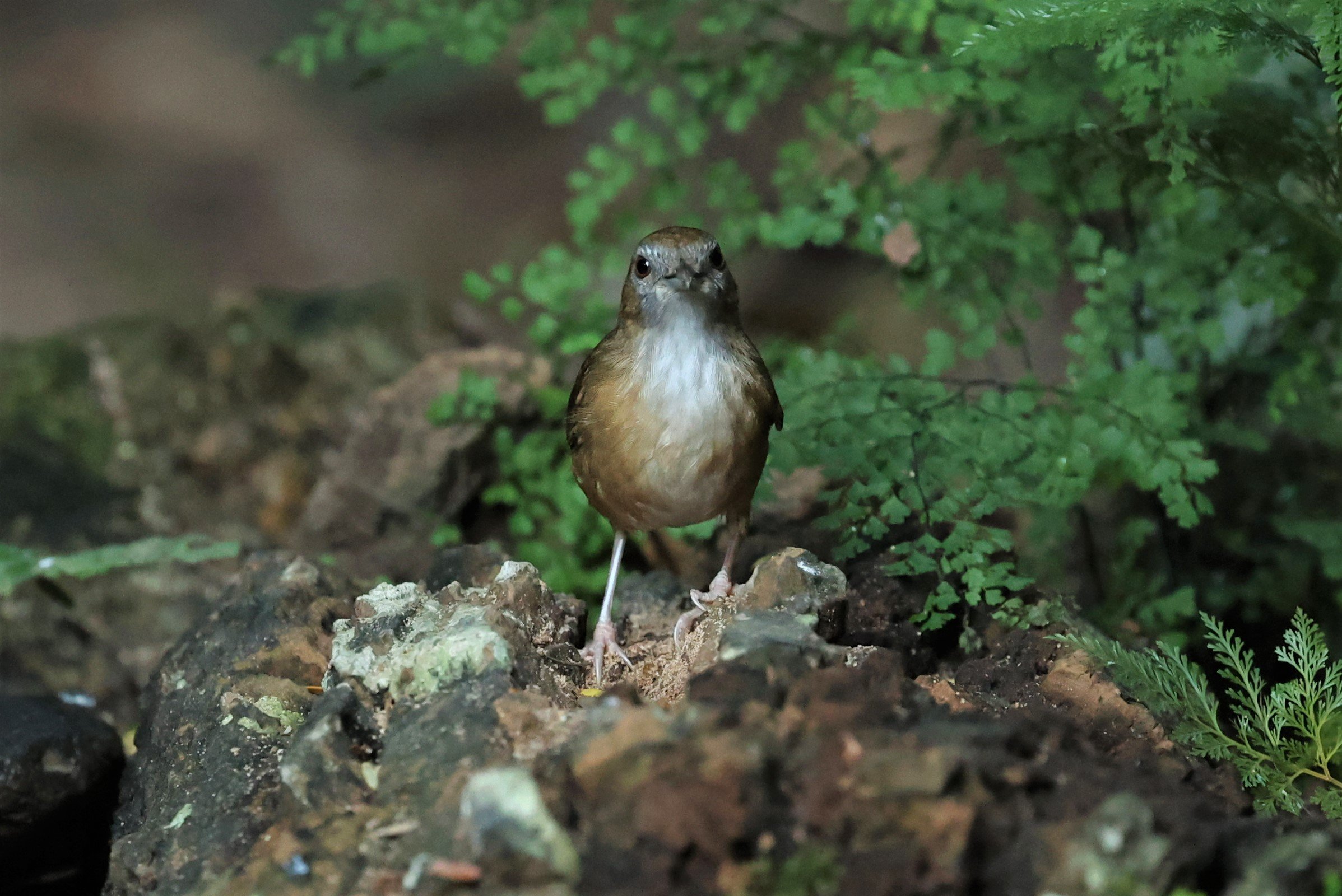 BABBLER - ABBOTT'S BABBLER - Malacocincla abbotti - PETCHABURI PROVINCE - NUY HIDE NEAR KAENG KRACHAN JAN 2022 (10).jpg
